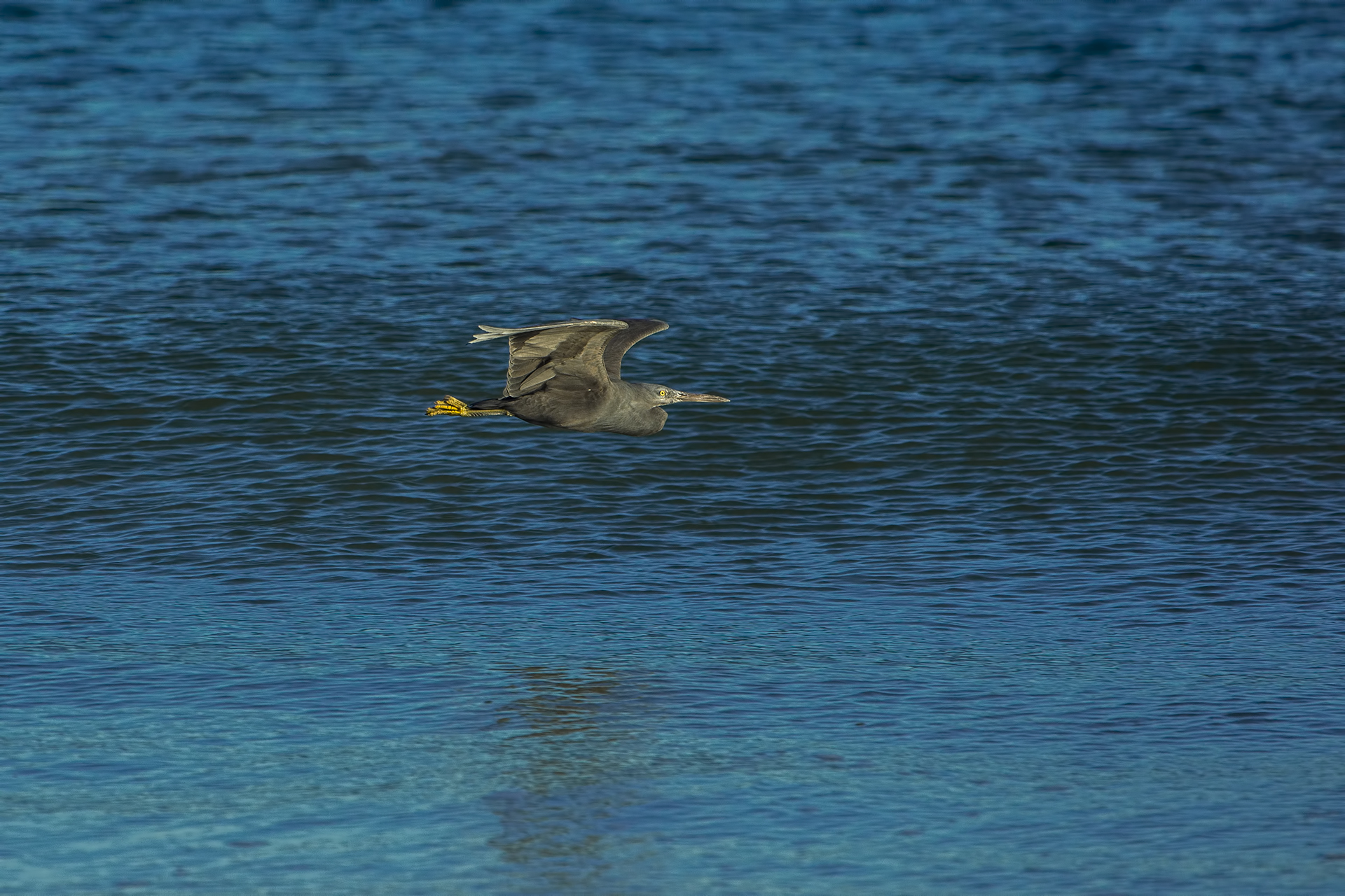 Egretta sacra (Garzetta del reef orientale)