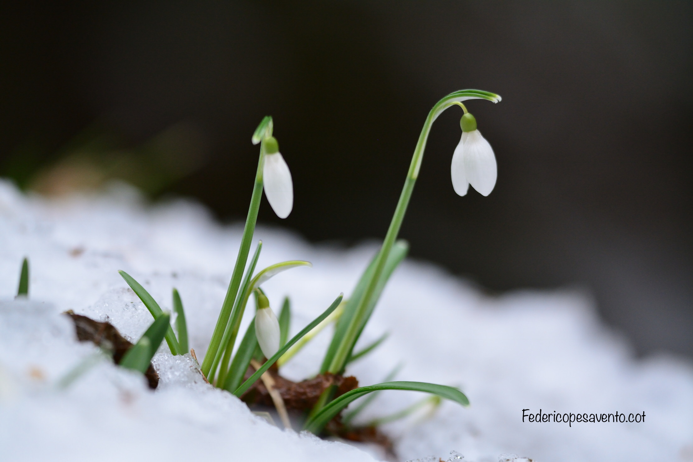 Snowdrop