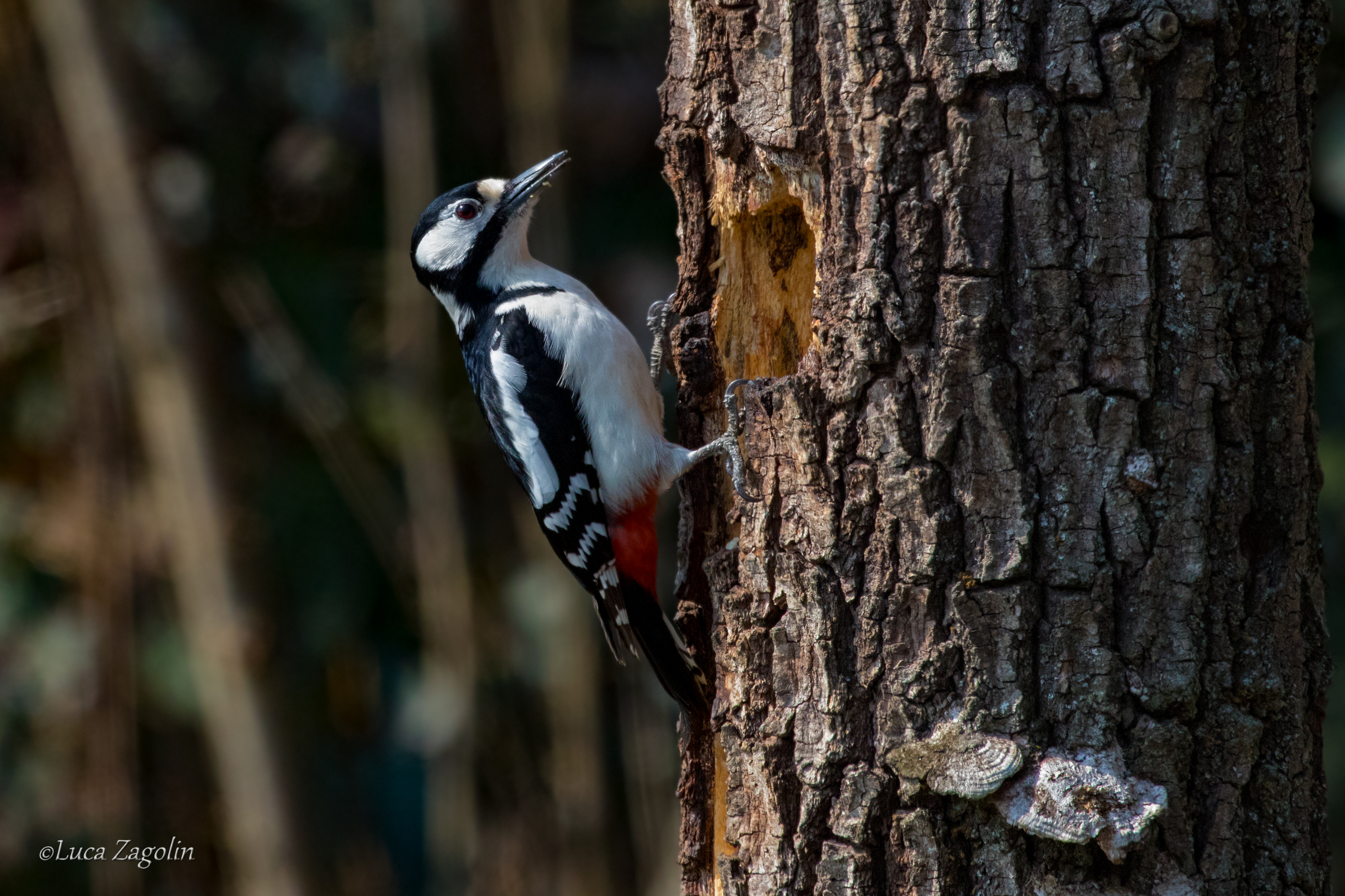 Picchio rosso maggiore femmina