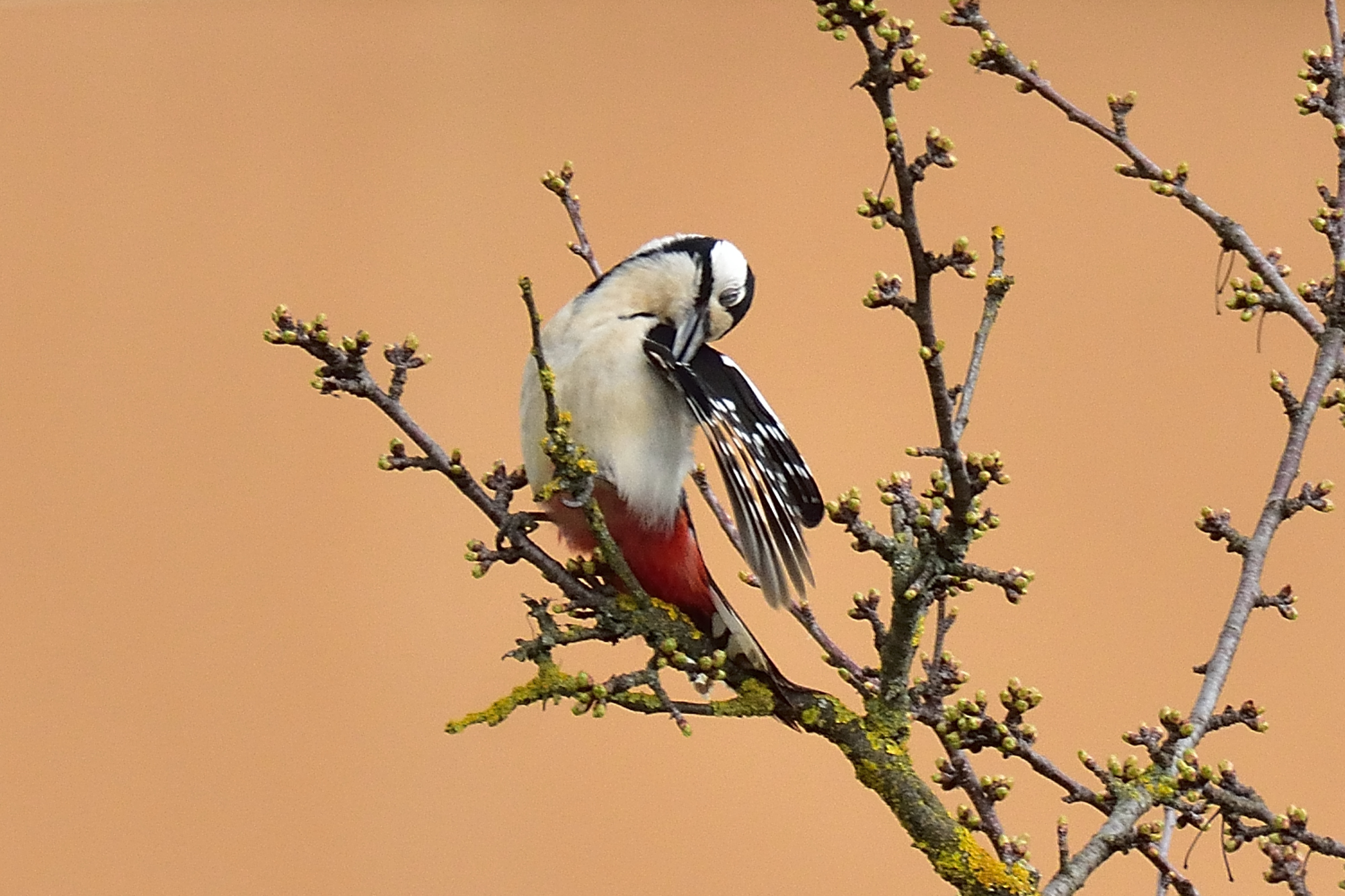 Great spotted woodpecker