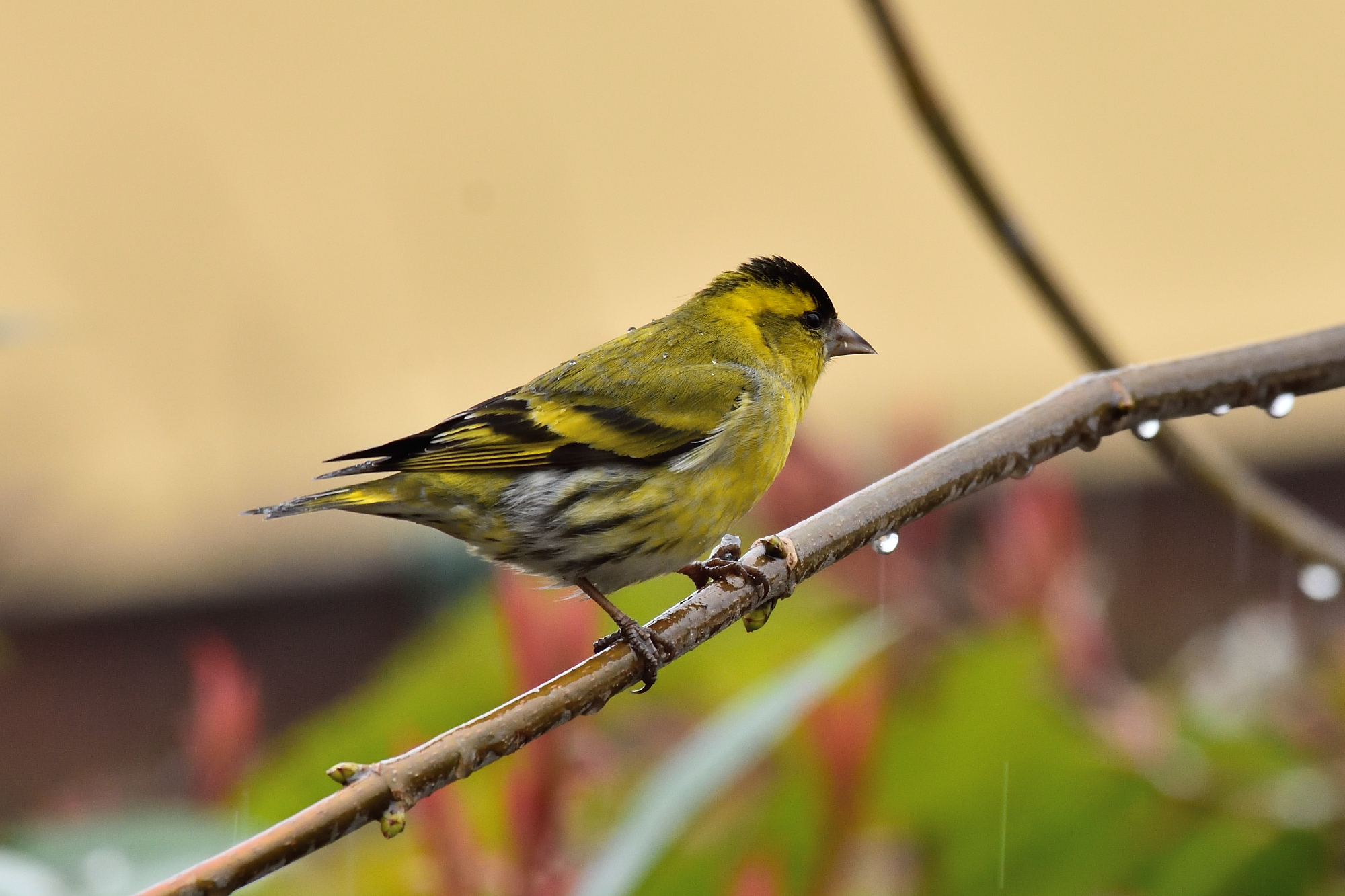 Siskin
