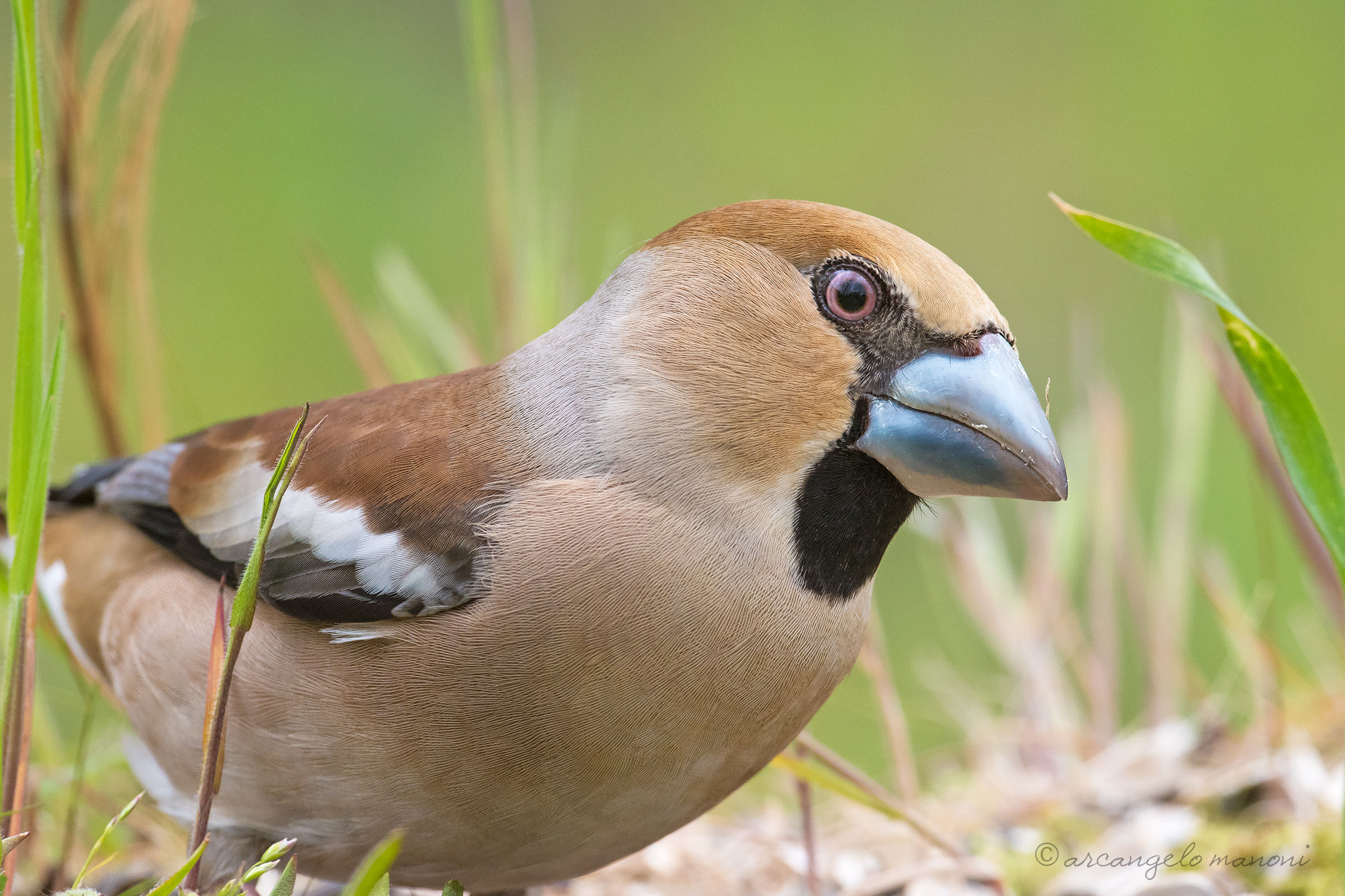 Portrait at the Hawfinch