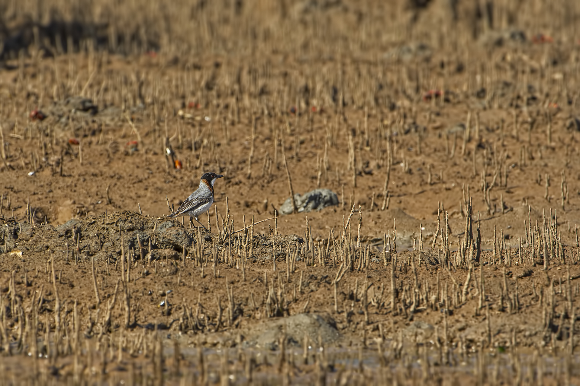 Pachycephala lanioides (Zufolatore pettobianco)