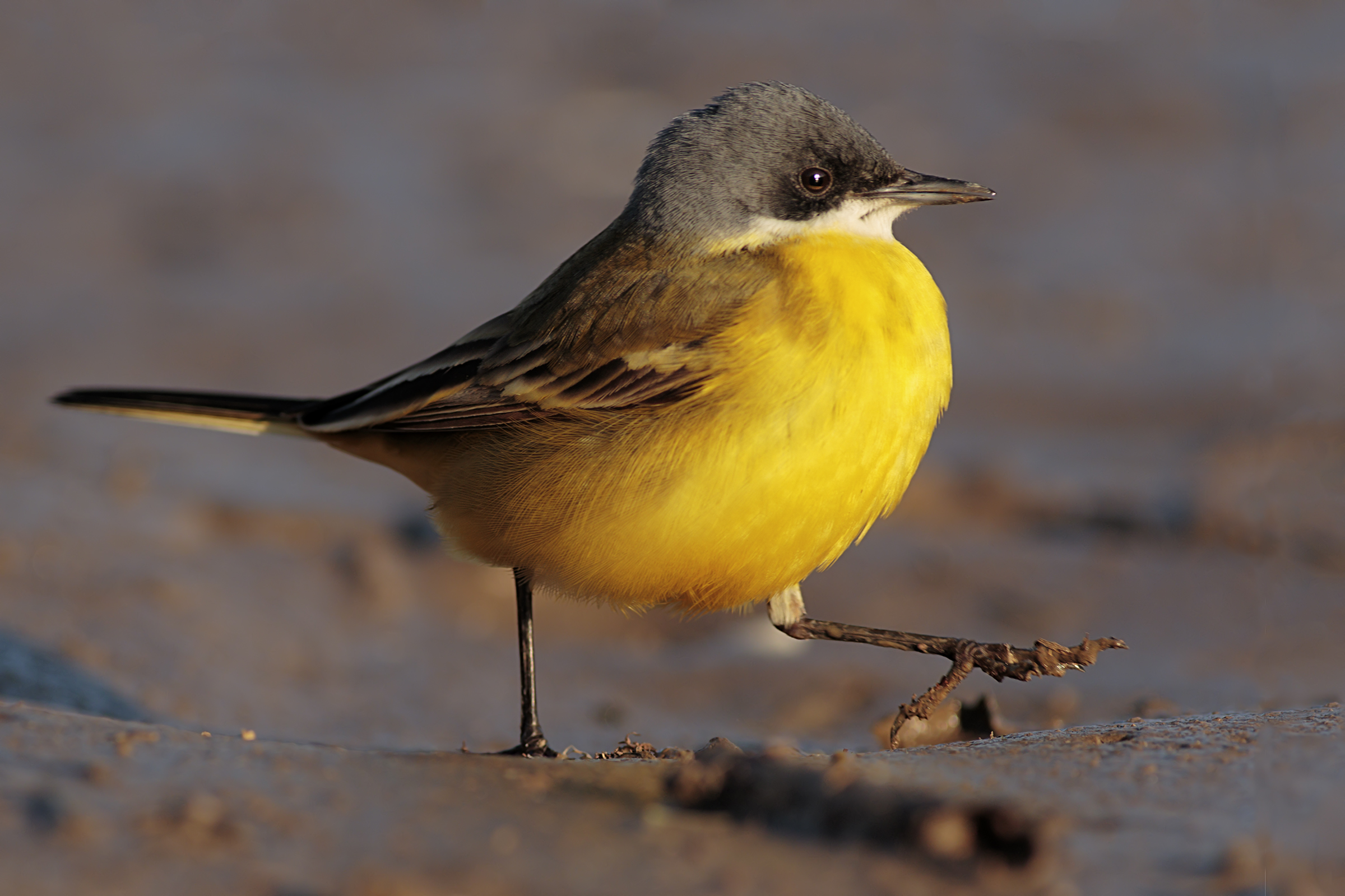 Yellow Wagtail