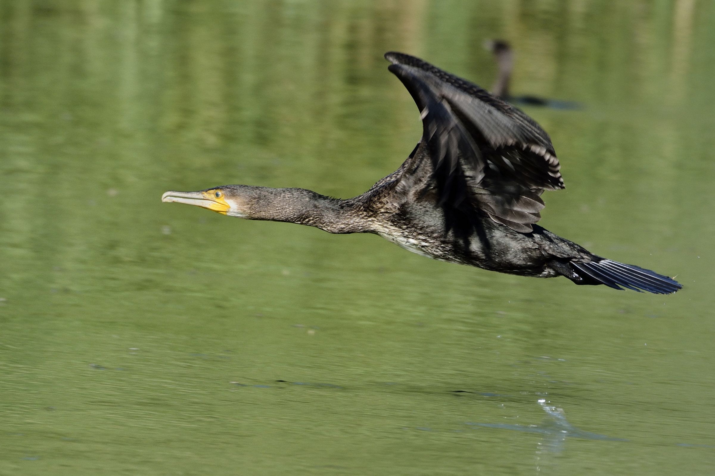 cormorant in flight ...