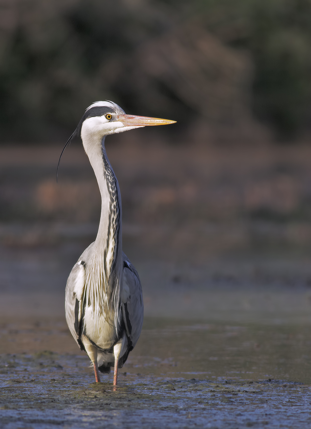 Gray Heron