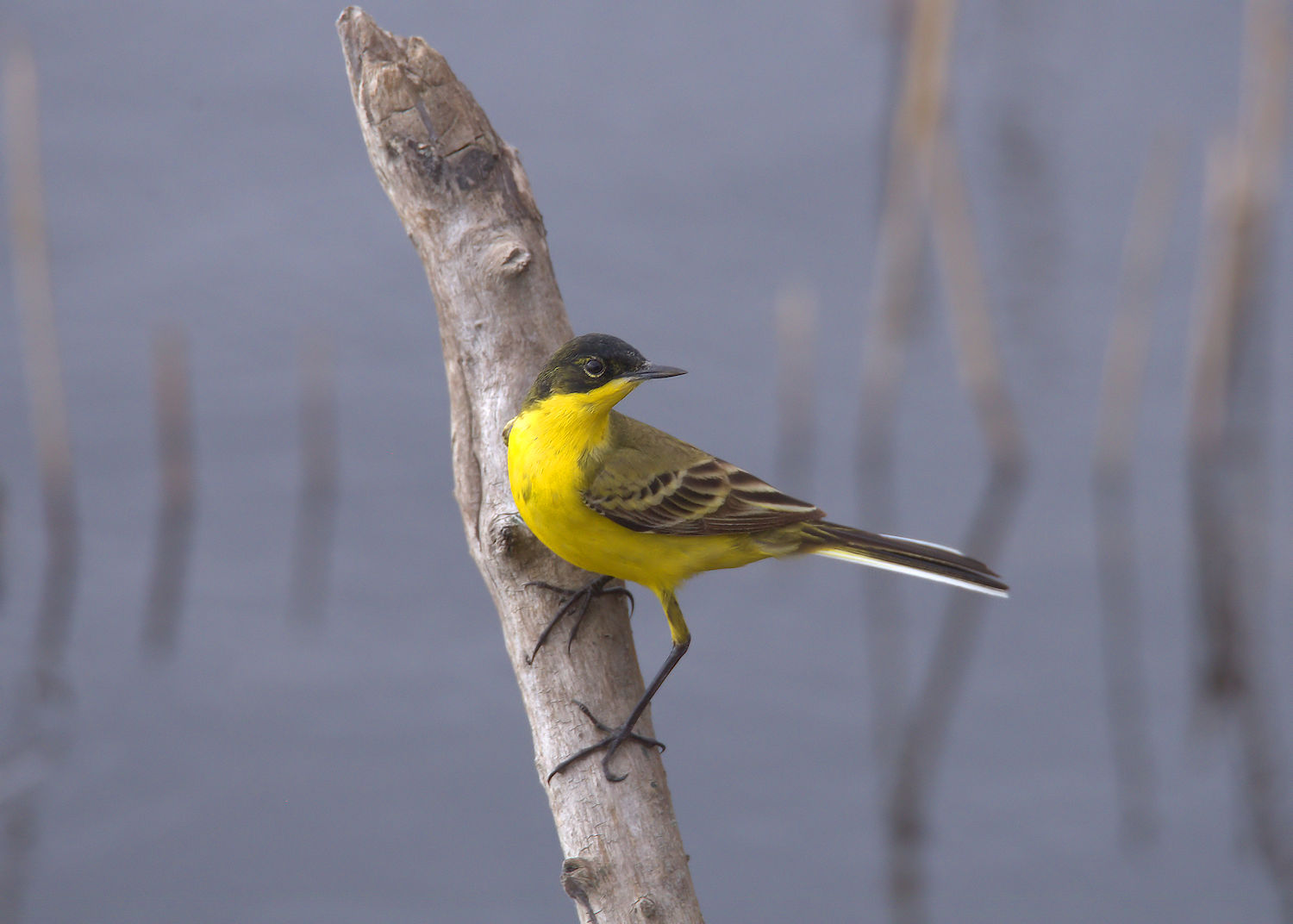 Yellow Wagtail