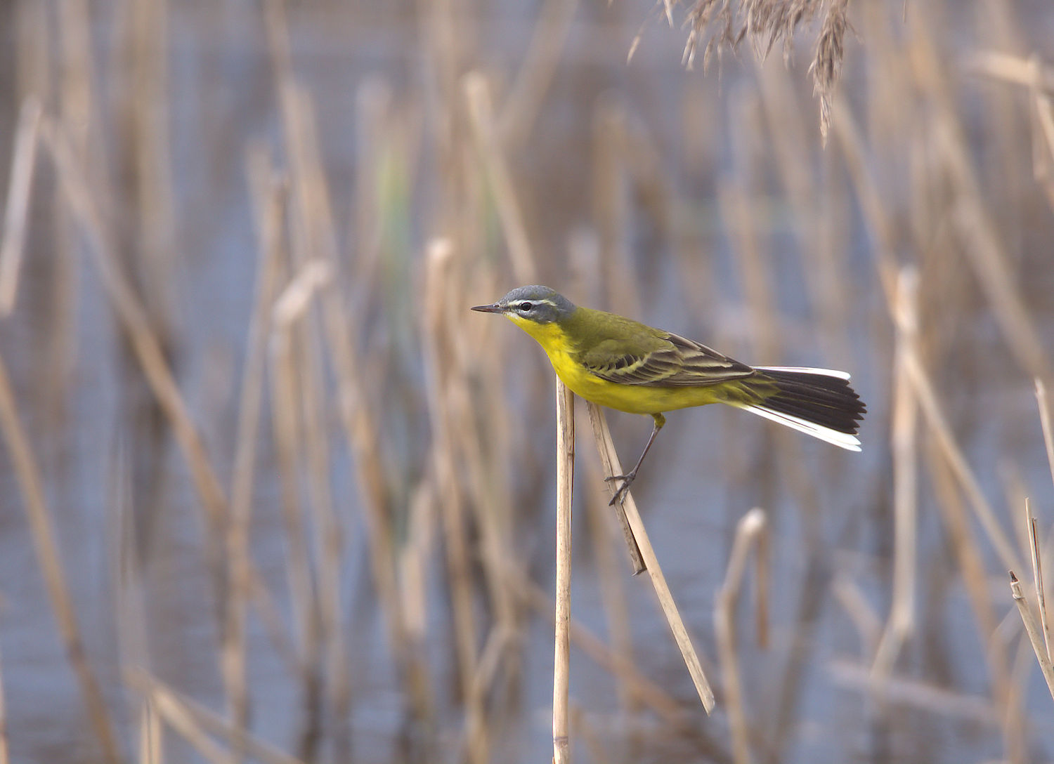 Yellow Wagtail