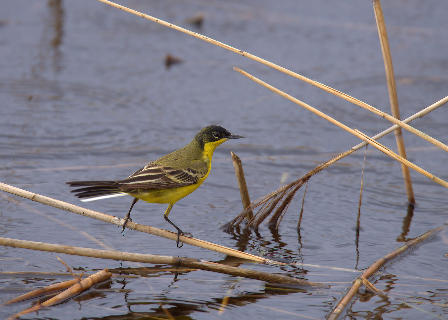 Yellow Wagtail