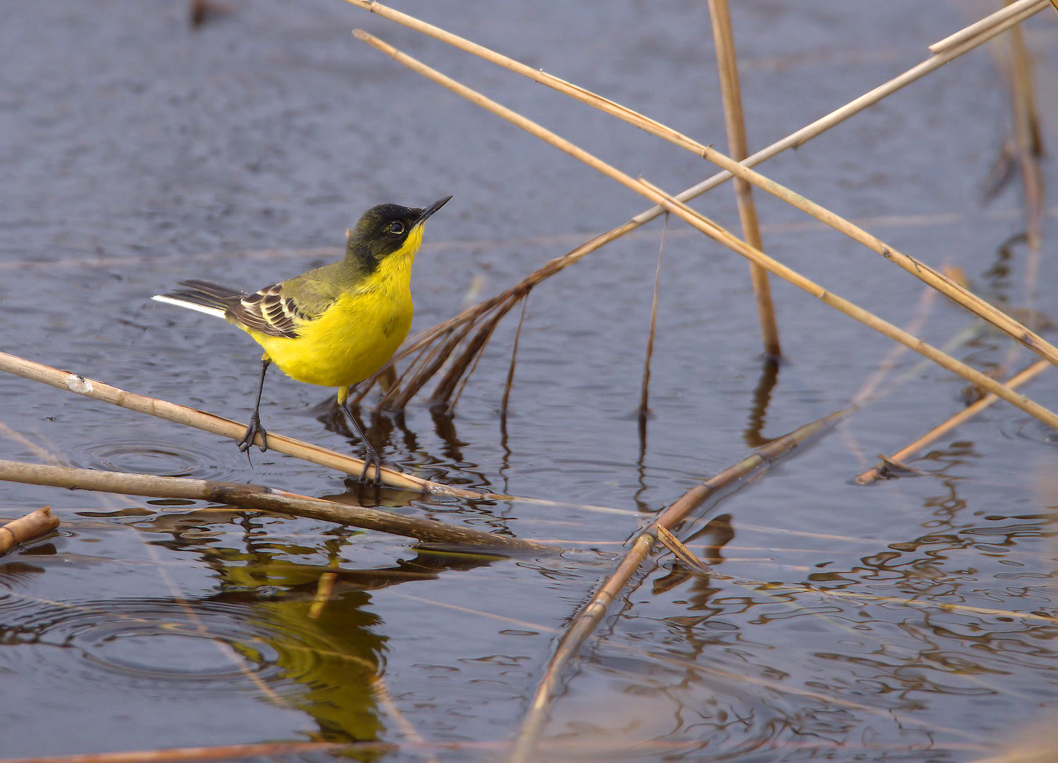 Yellow Wagtail