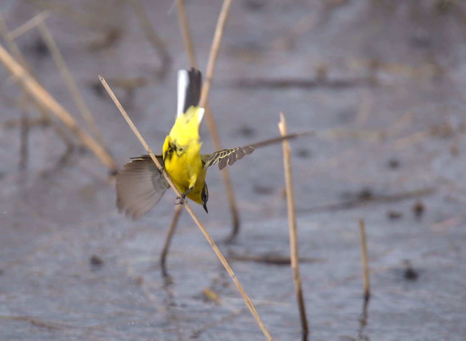 Yellow Wagtail