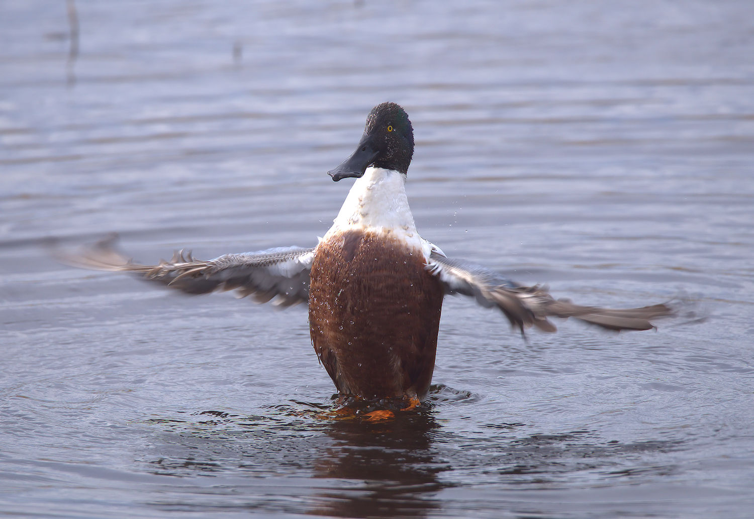 Male shoveler
