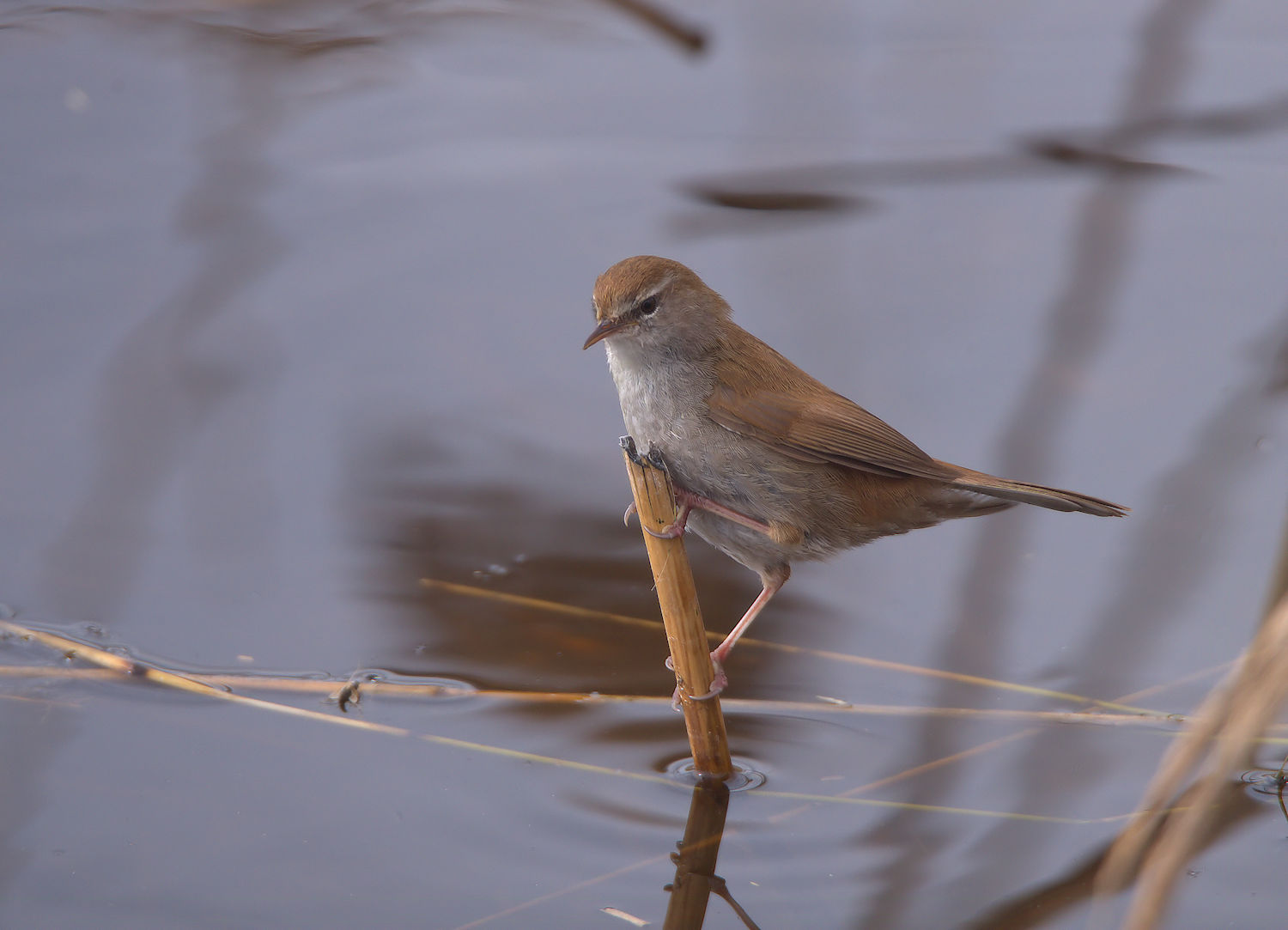 Nightingale by river
