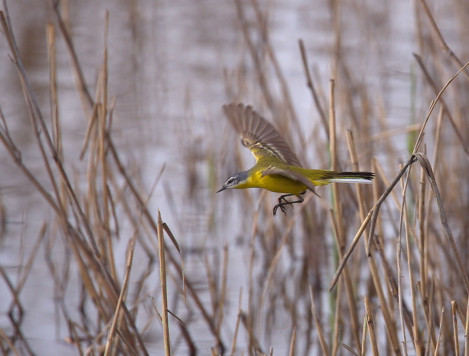 Yellow Wagtail