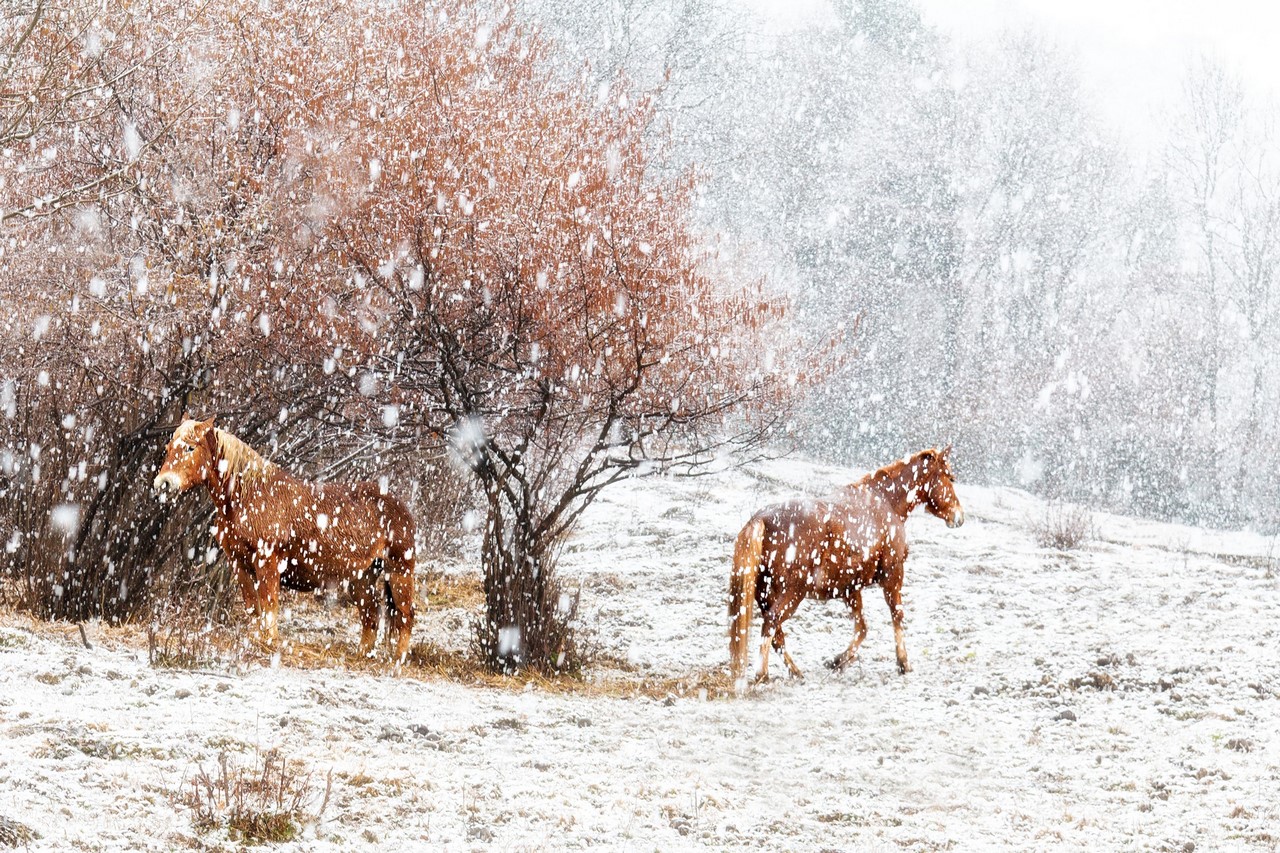 Due passi sotto la neve
