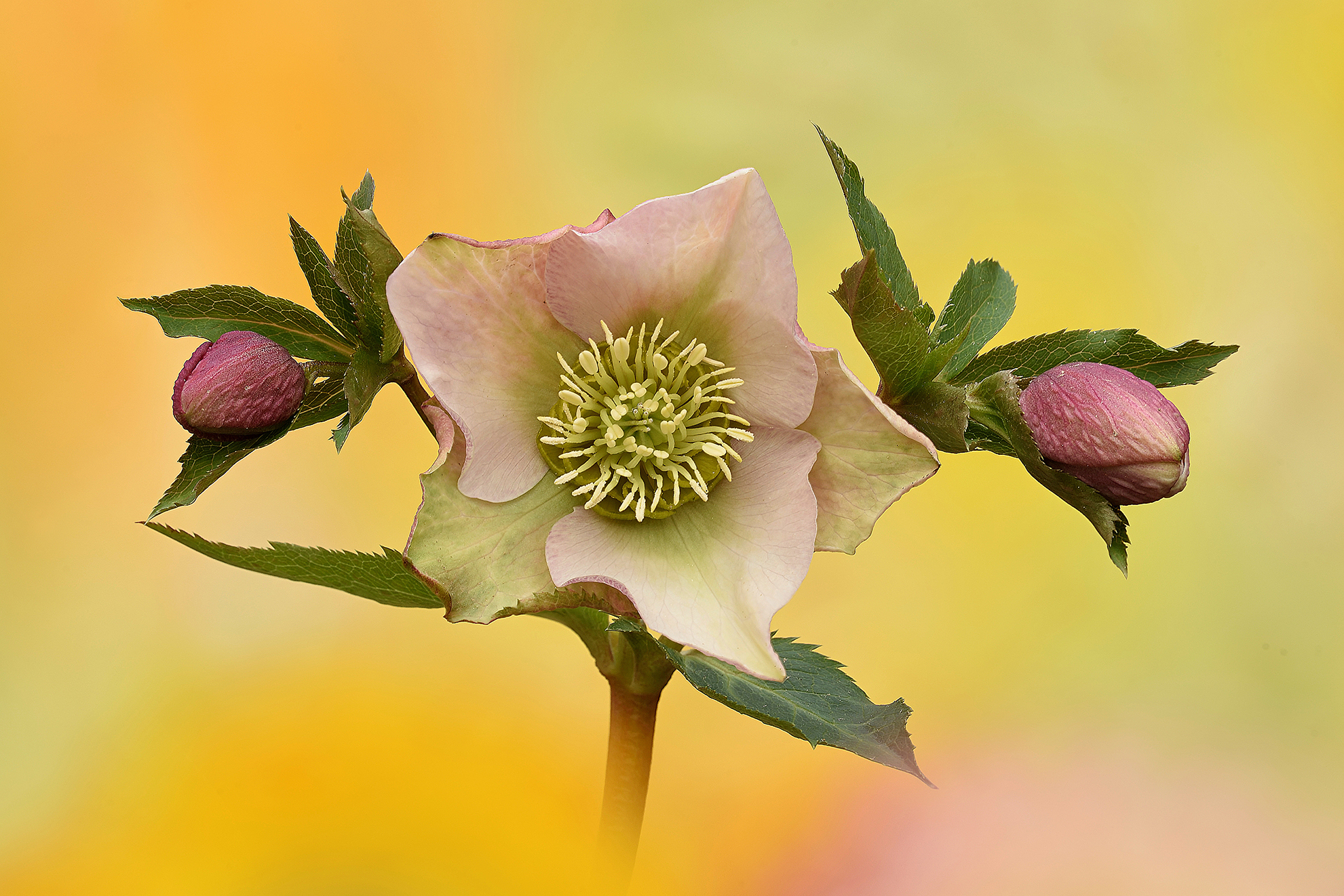 Spring, welcome back!