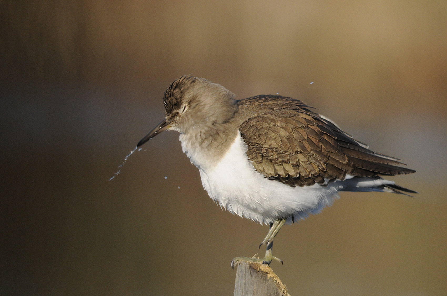 questa volta mi sono preso proprio un bel raffreddore