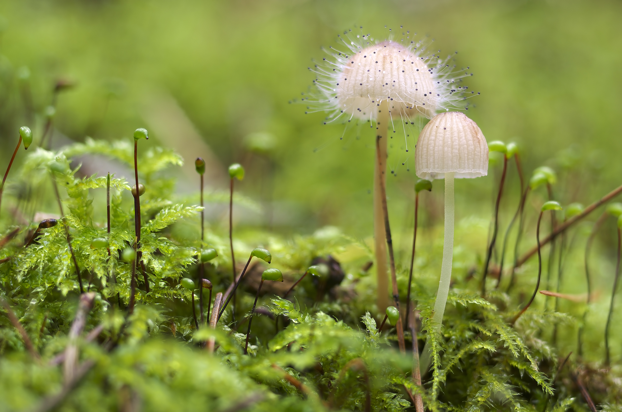 In my magical forest II