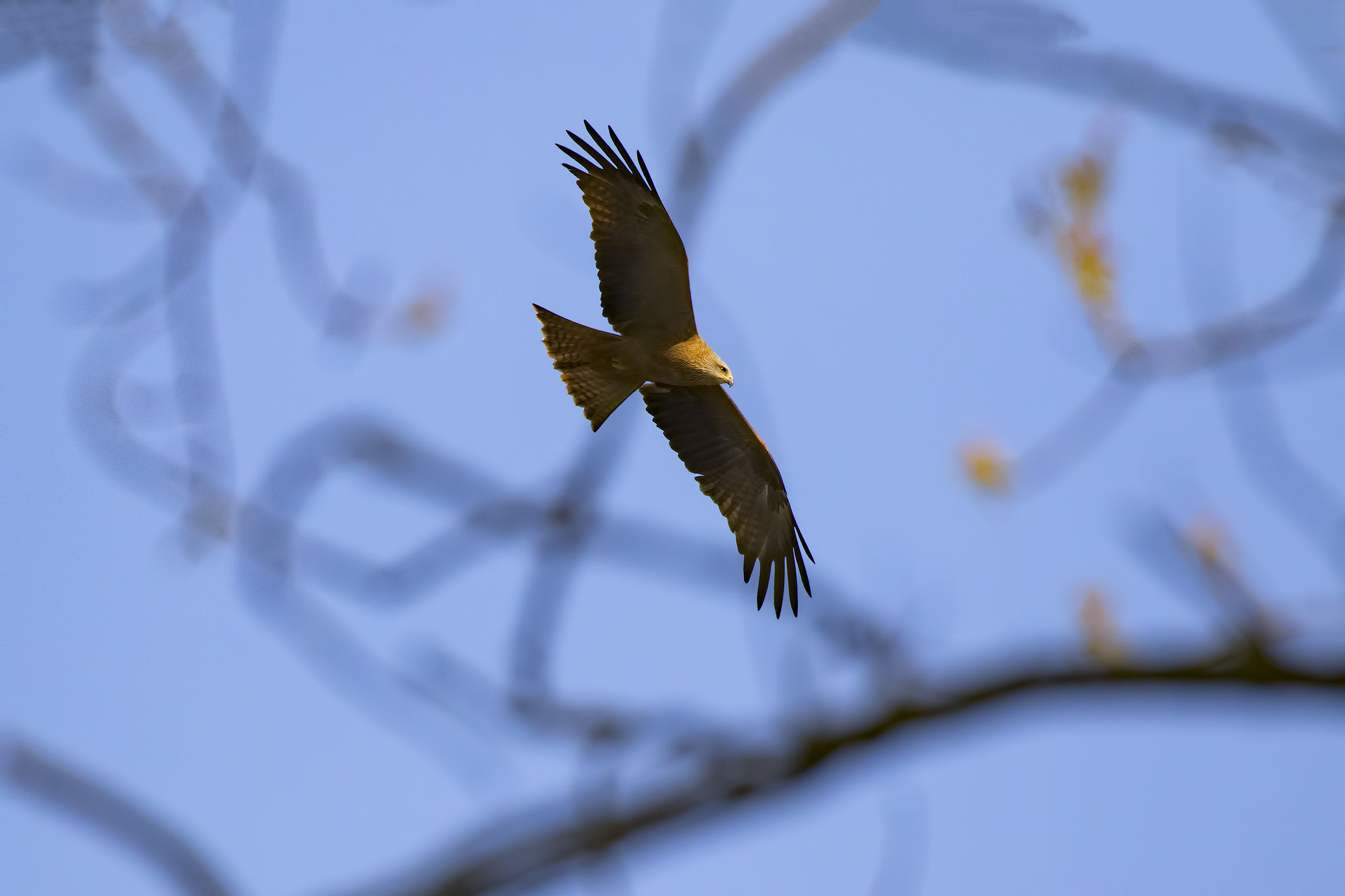 Nibbio among the Branches