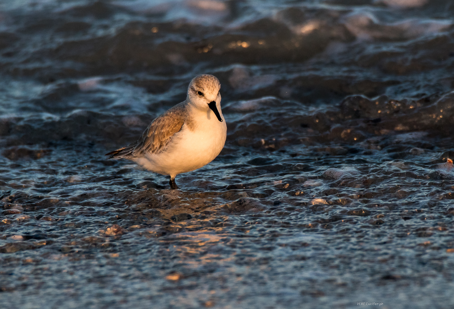 Fearless among the marosi ...
