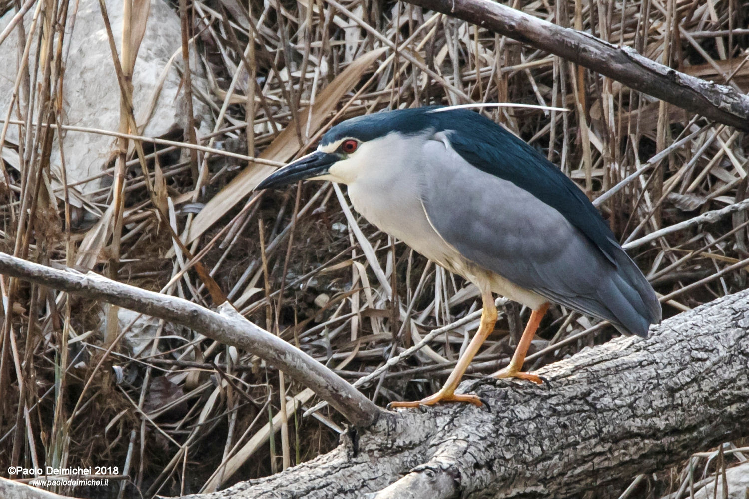 Nitticora nel biotopo
