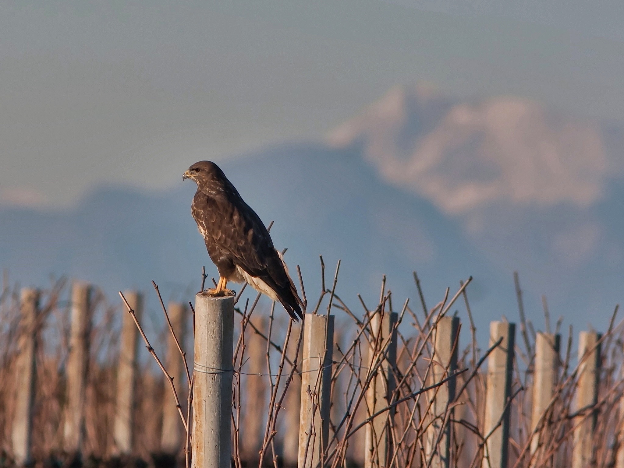 The mountain beyond the vineyards