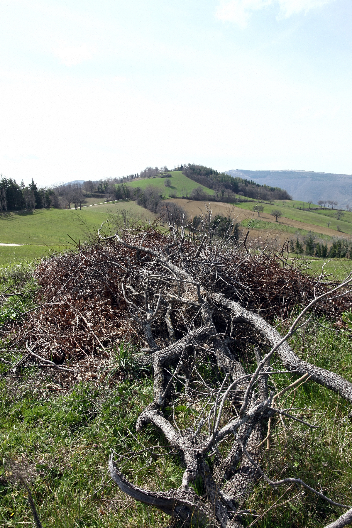 profondità di campo