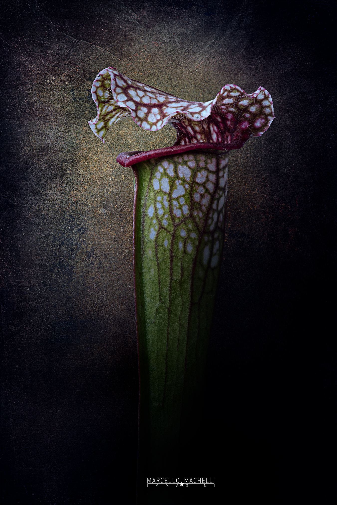 Sarracenia  leucophylla