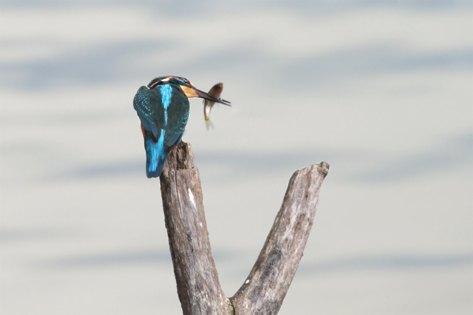 finalmente si mangia!!