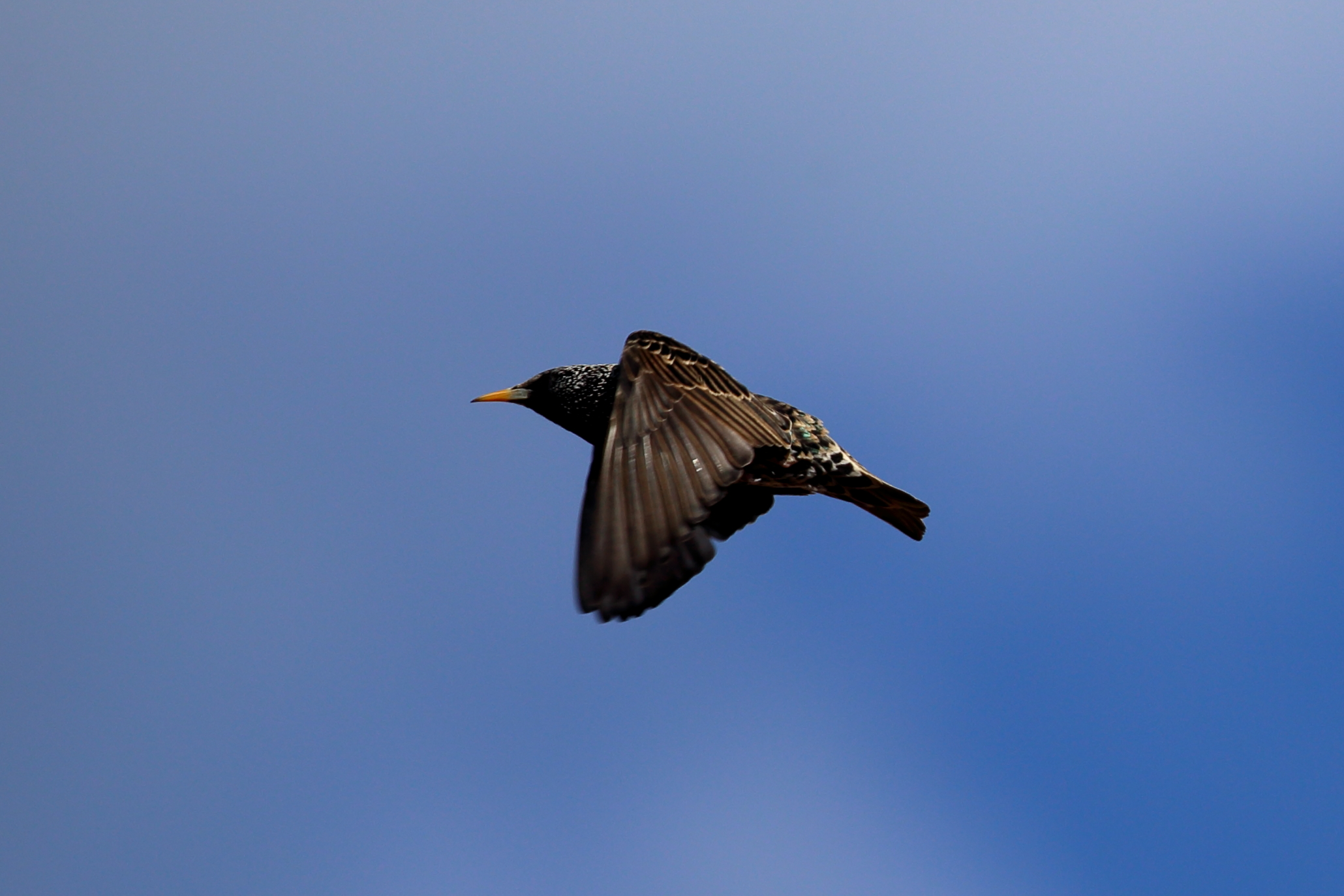Starling taken with 6d