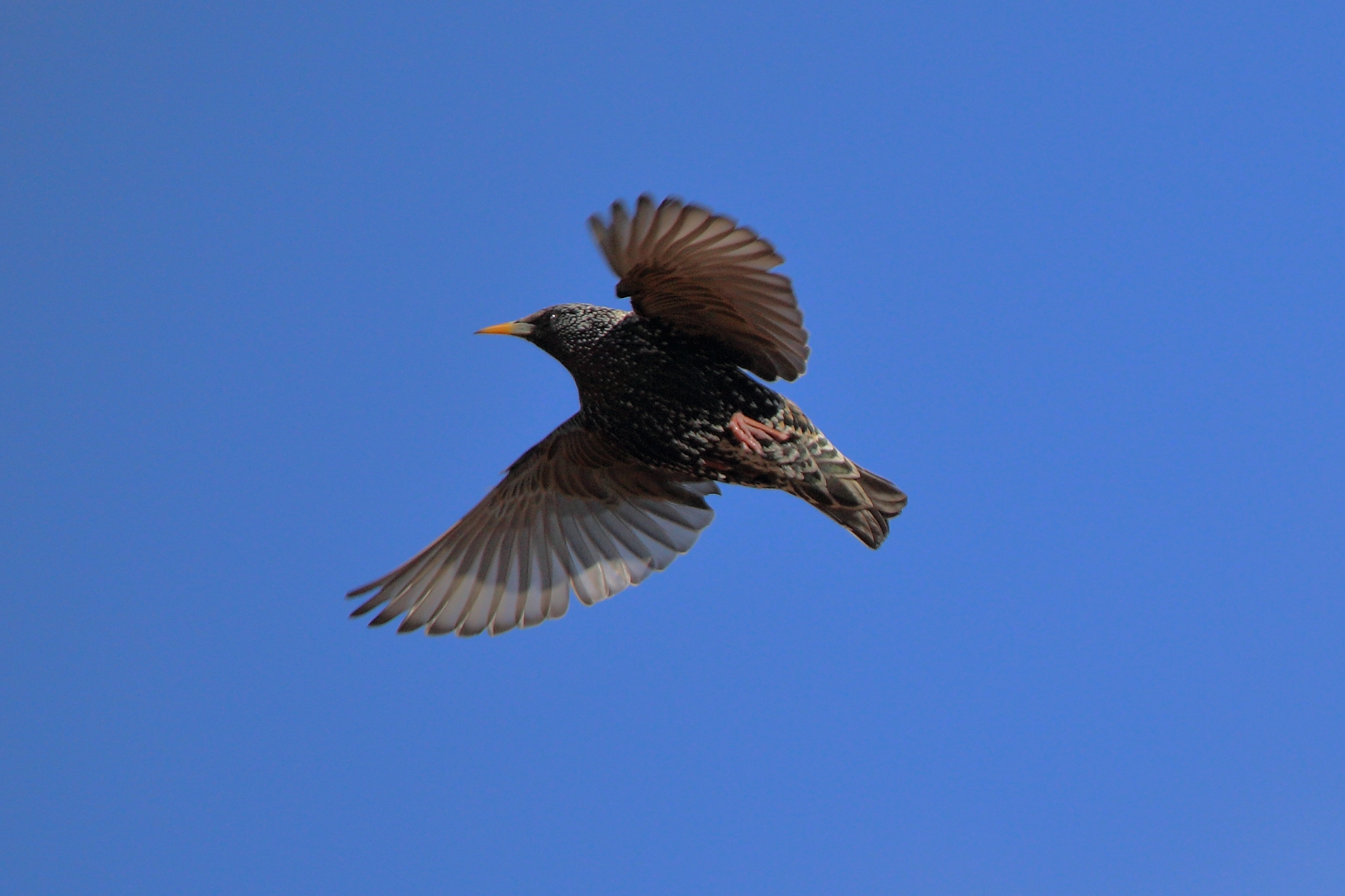 2 Starling taken with 6d