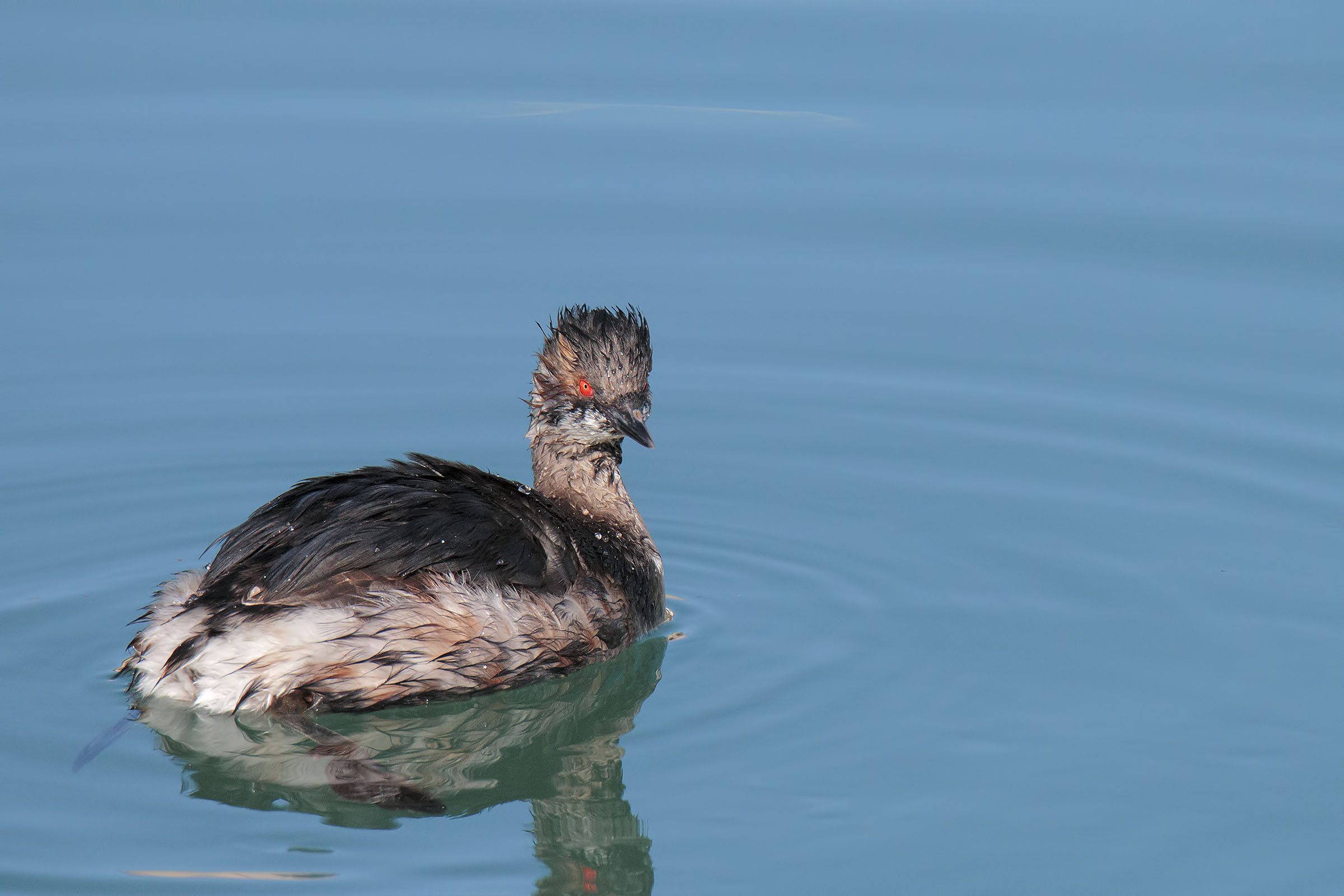 Little grebe