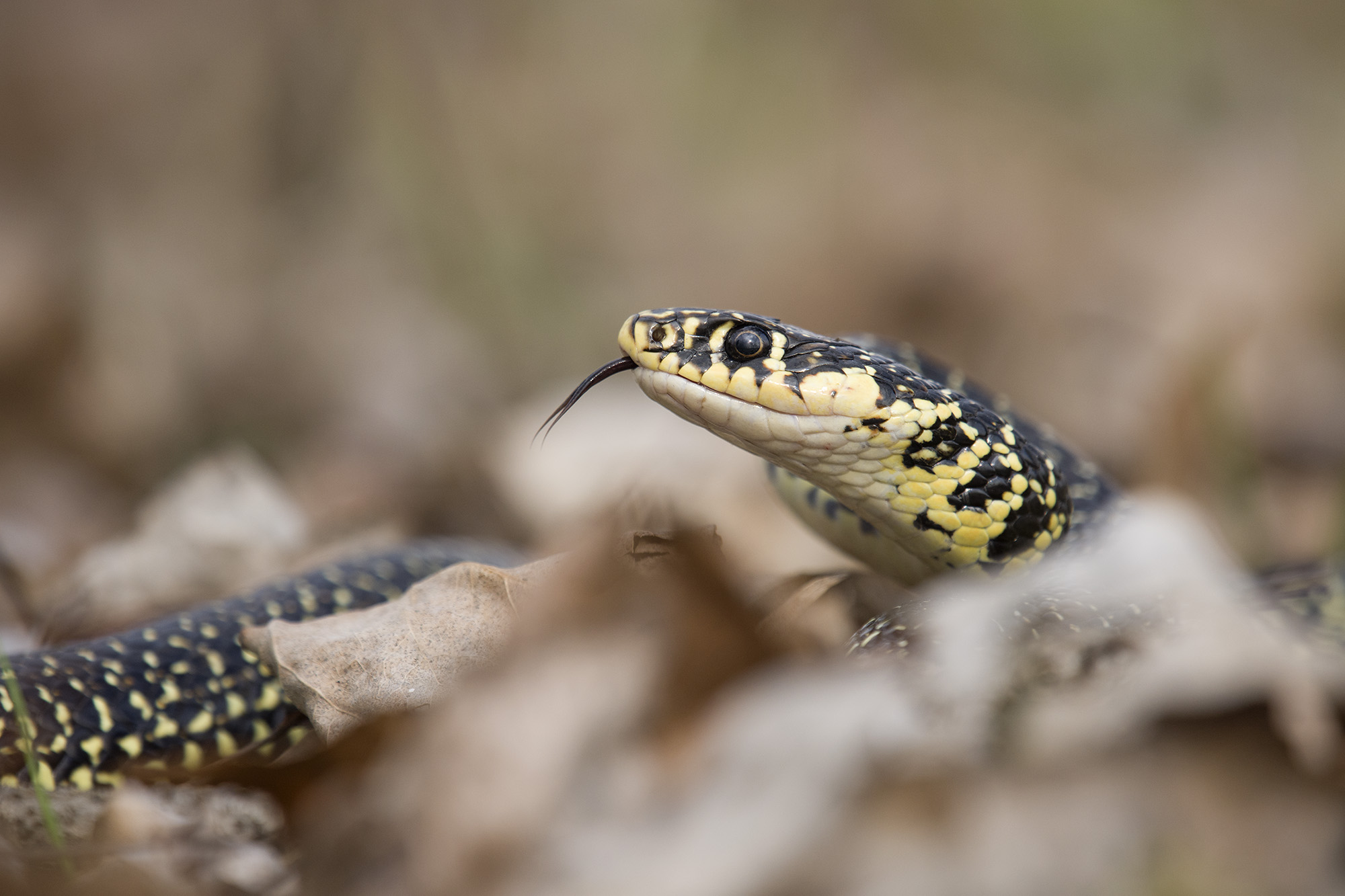 Gentlemen ... the snake, Hierophis viridiflavus