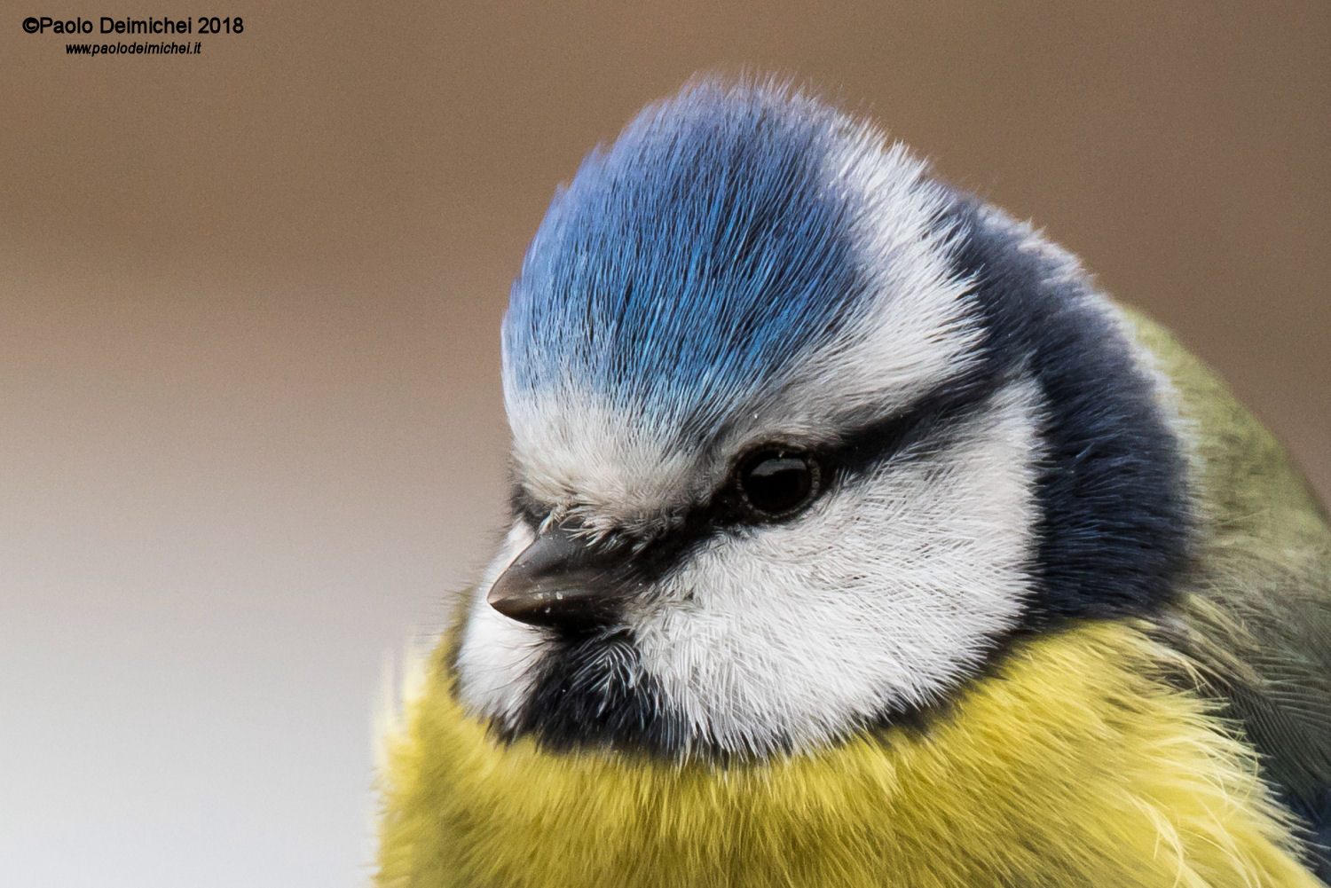 Cinciarella: primissimo piano