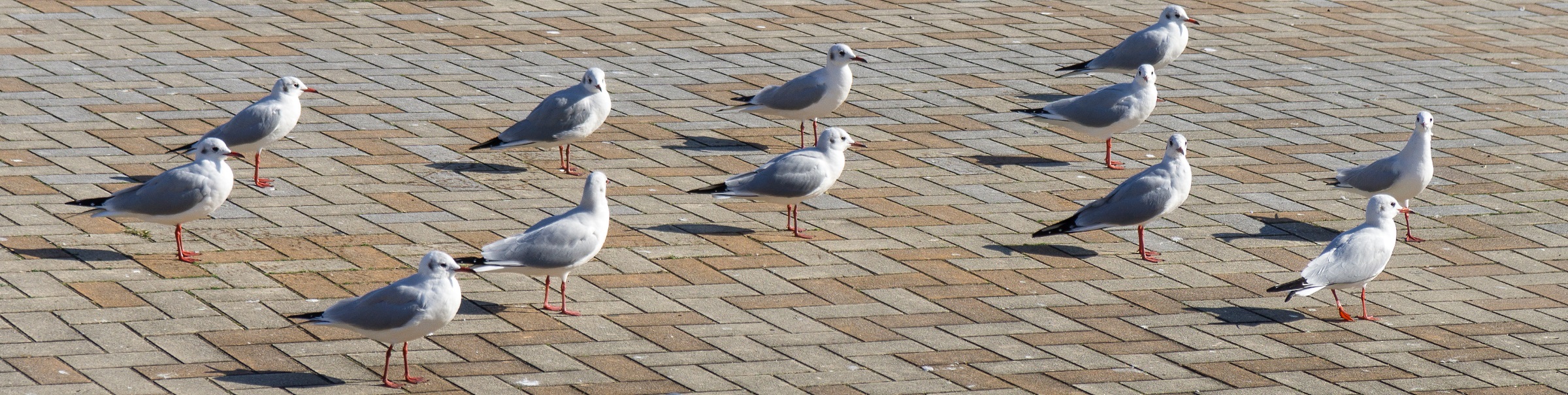 Seagulls port in that of Kobe