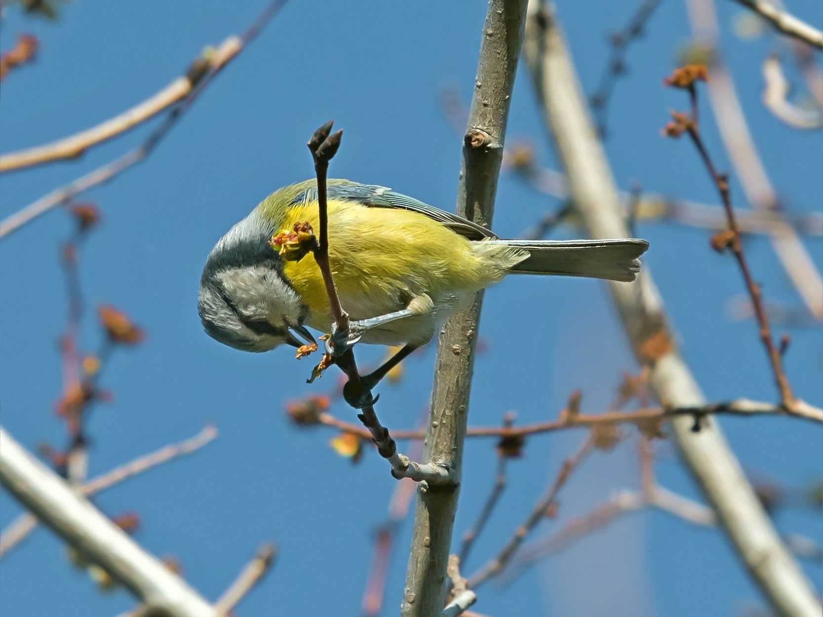 Ginciarella mangia germogli