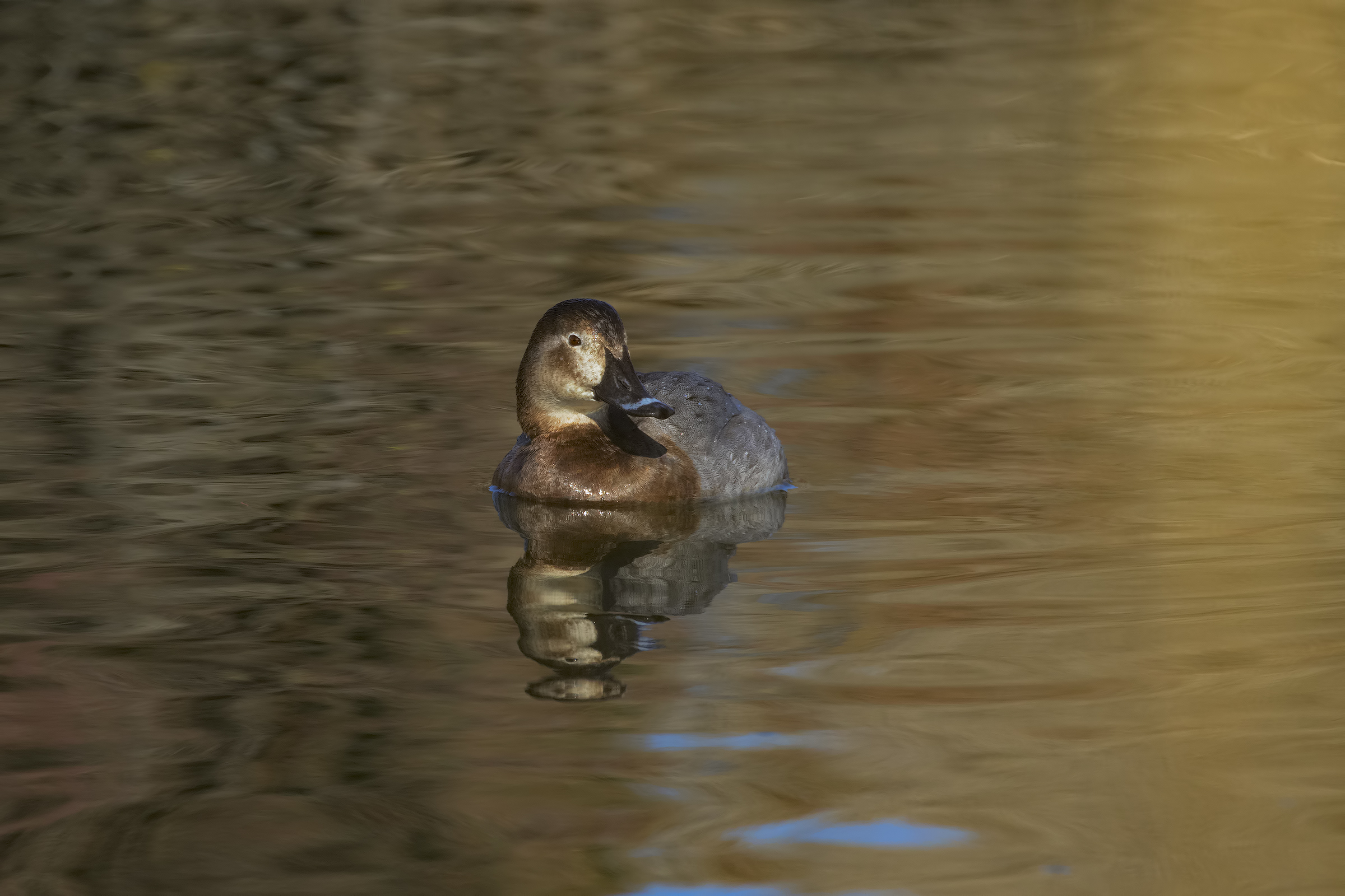 Female Pochard