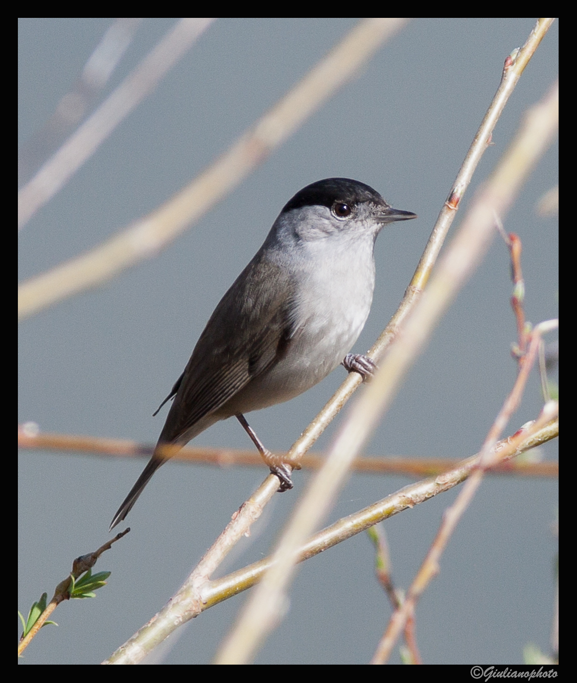 Blackcap