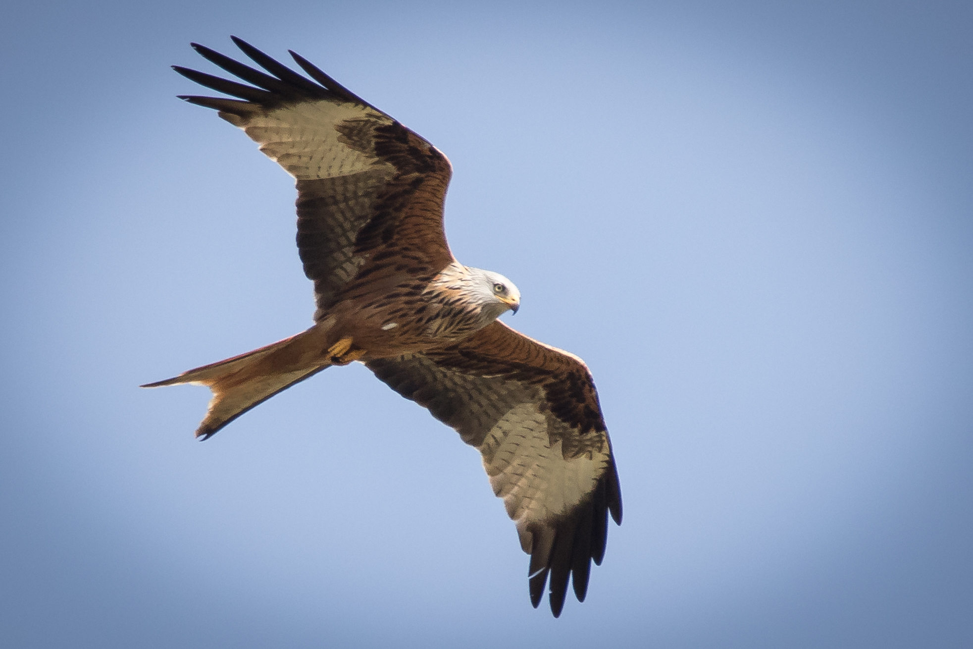 Red Kite
