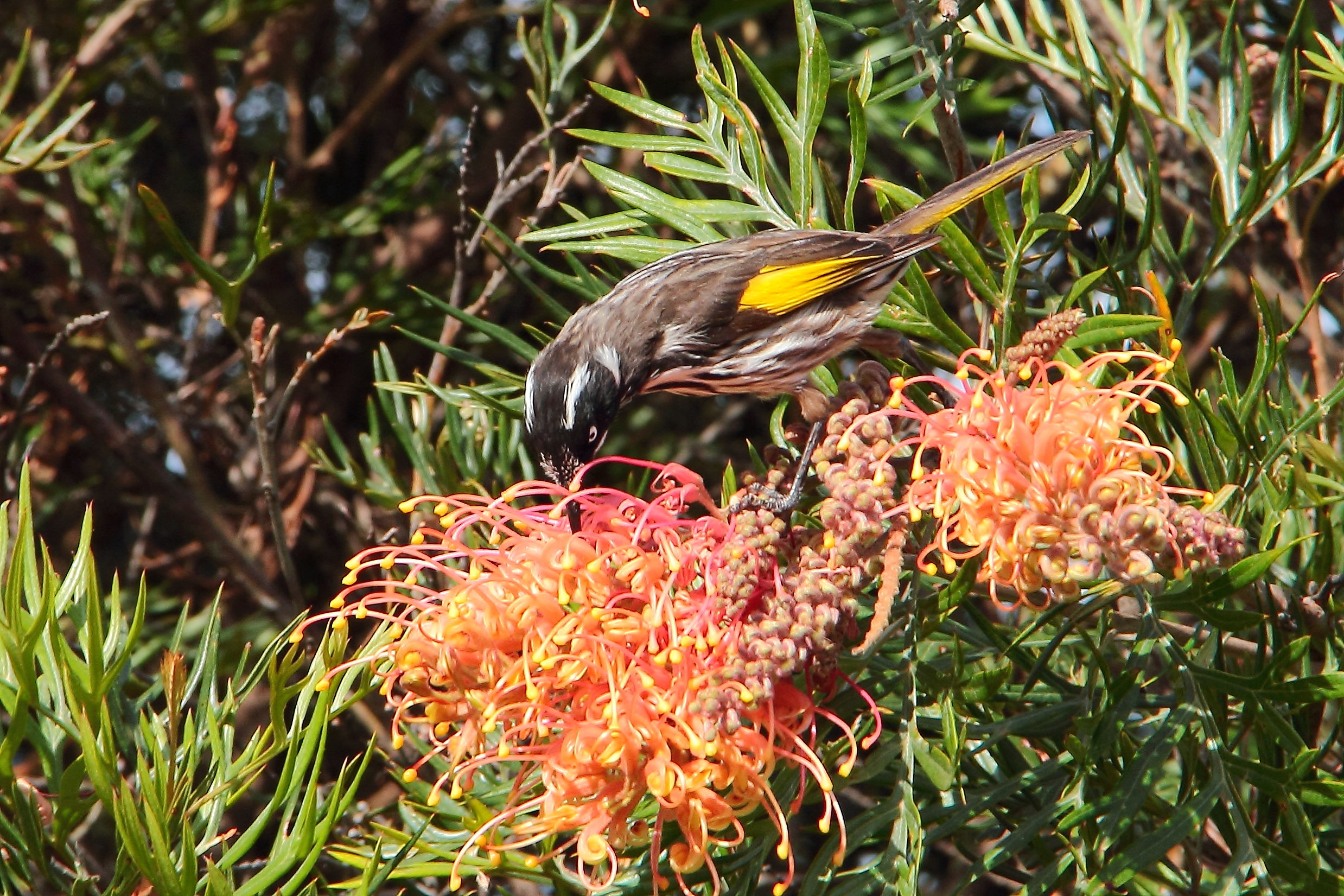 New Holland Honeyeater