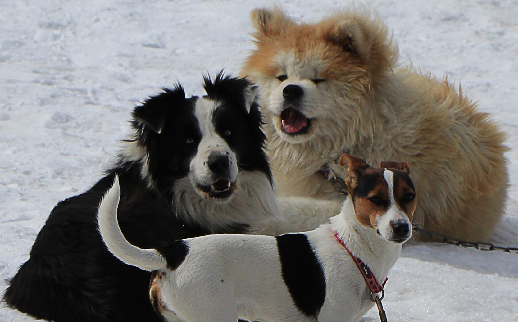Sestriere, "feroci" cani da slitta