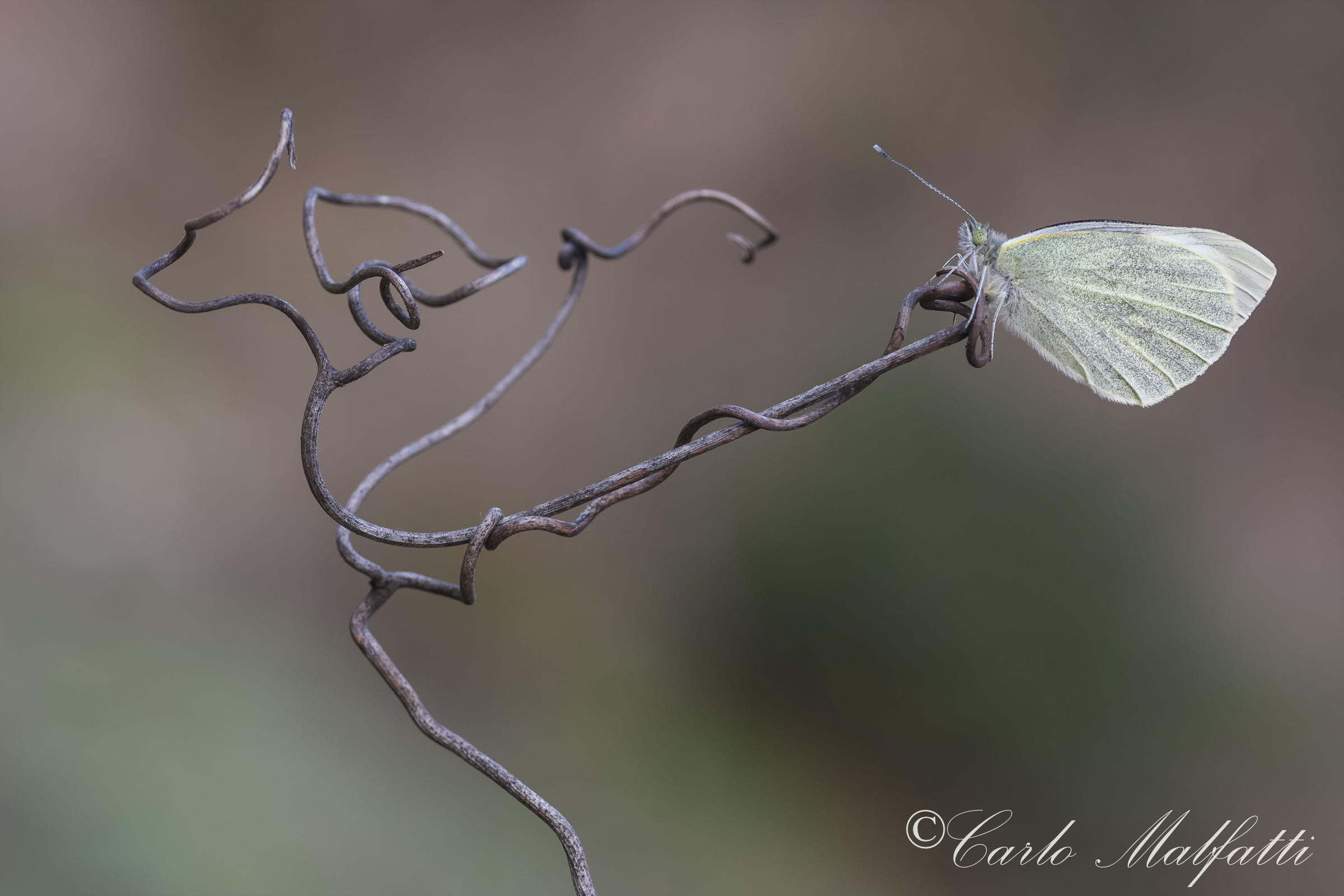 Splendida Cavolaia Reale