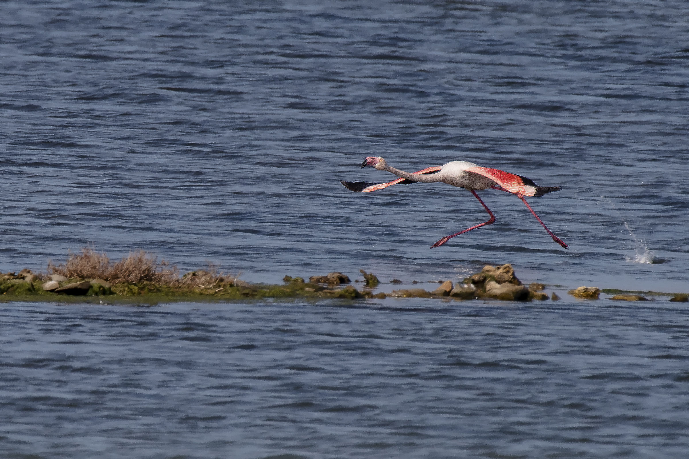 Fenicottero in rullaggio