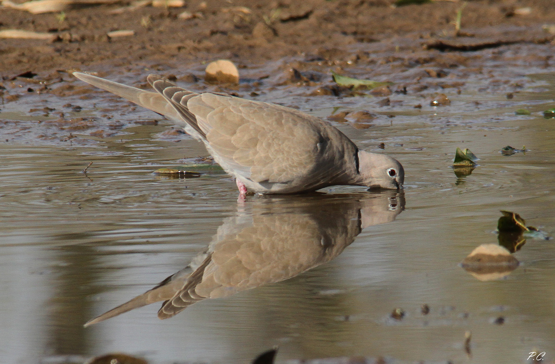 tortora in a moment of reflection