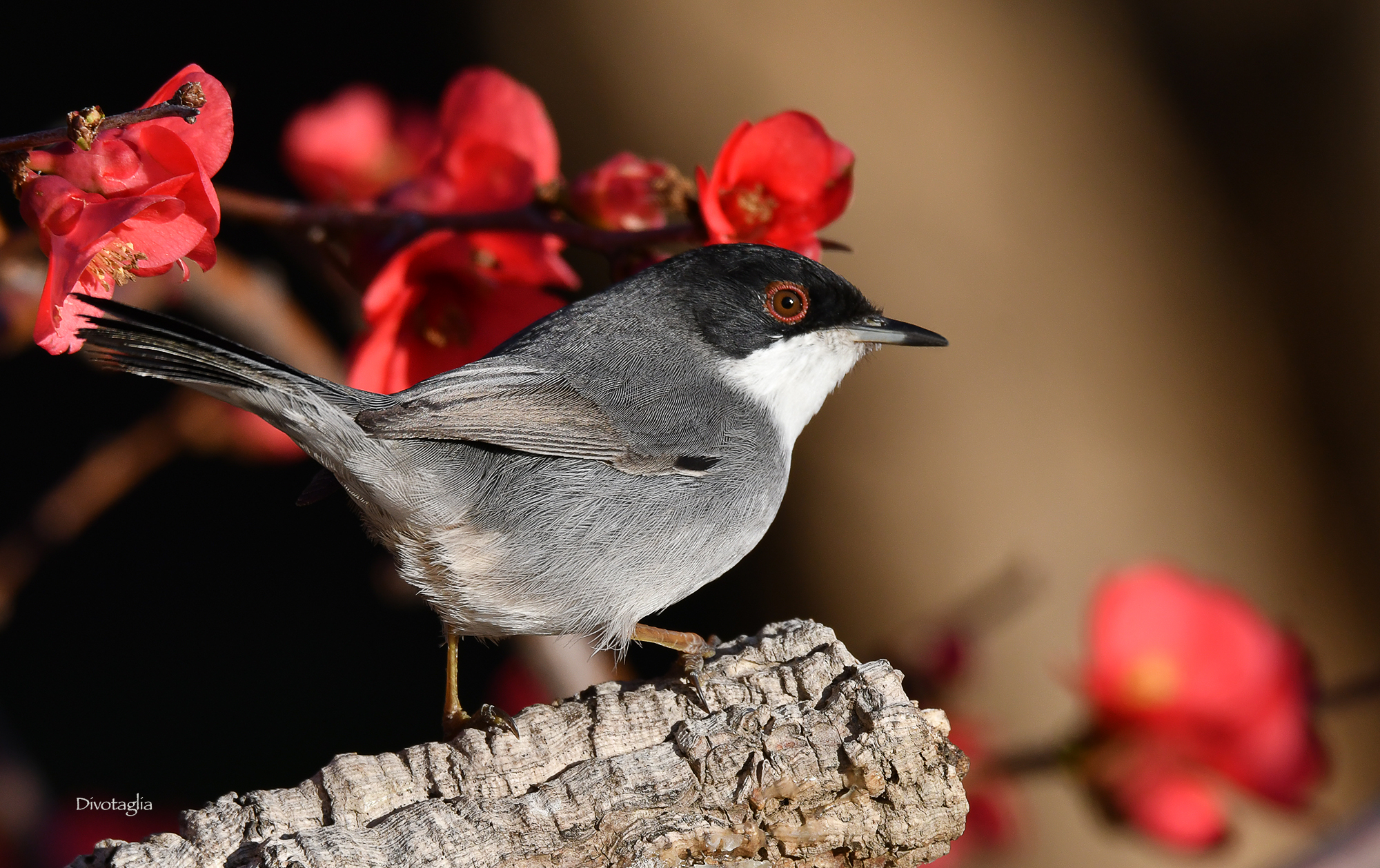 Maschio di occhiocotto