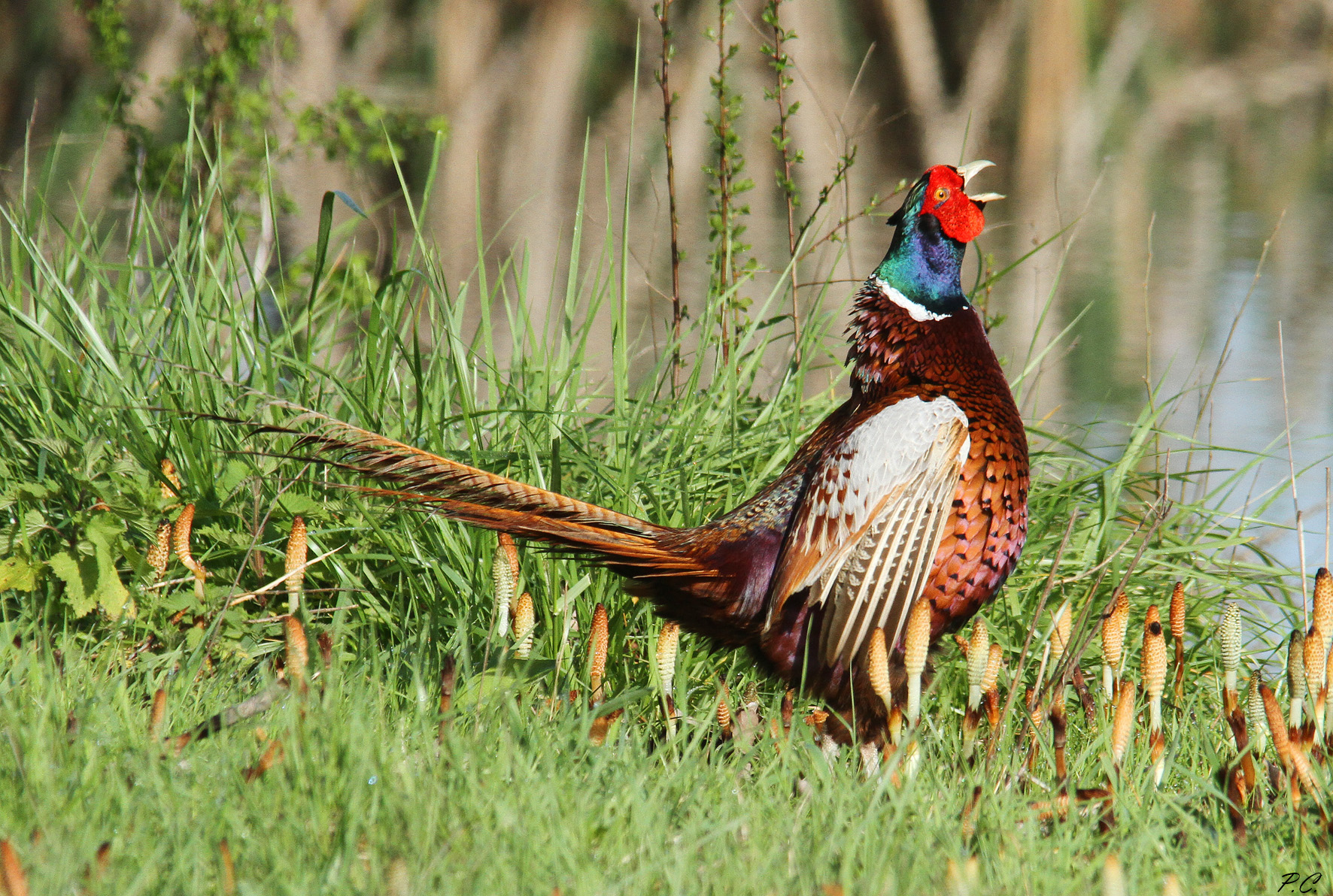 pheasant in love