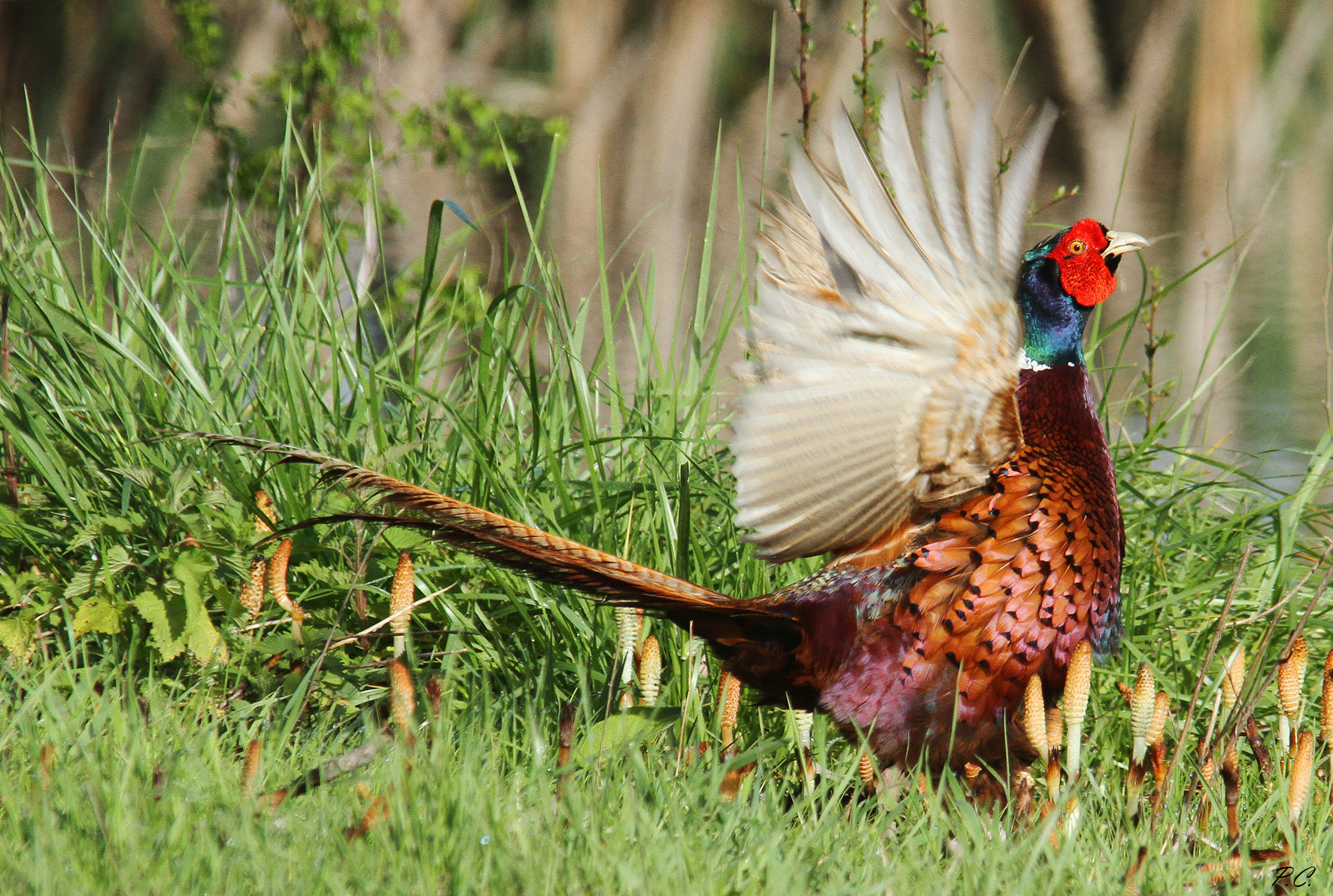 pheasant in love