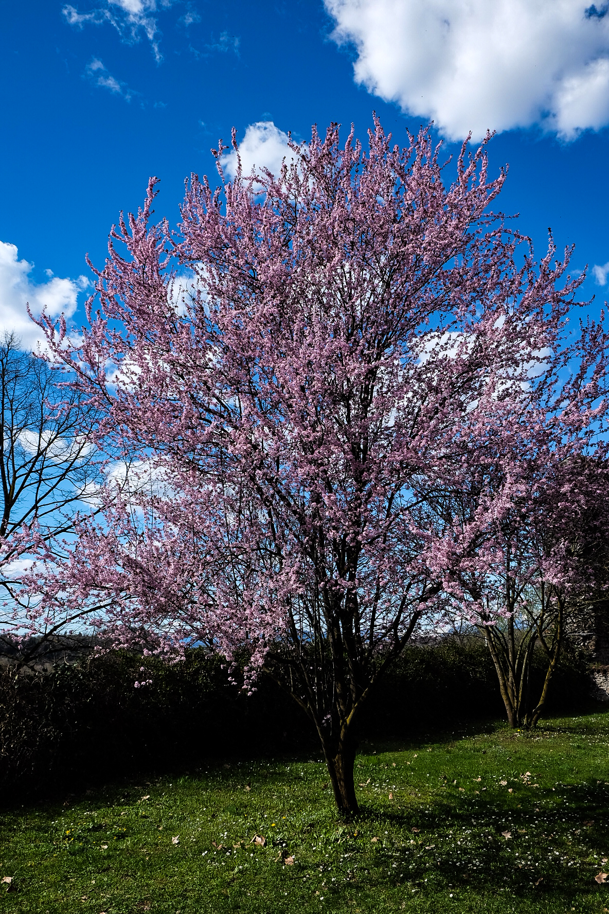 spring at the gates ...