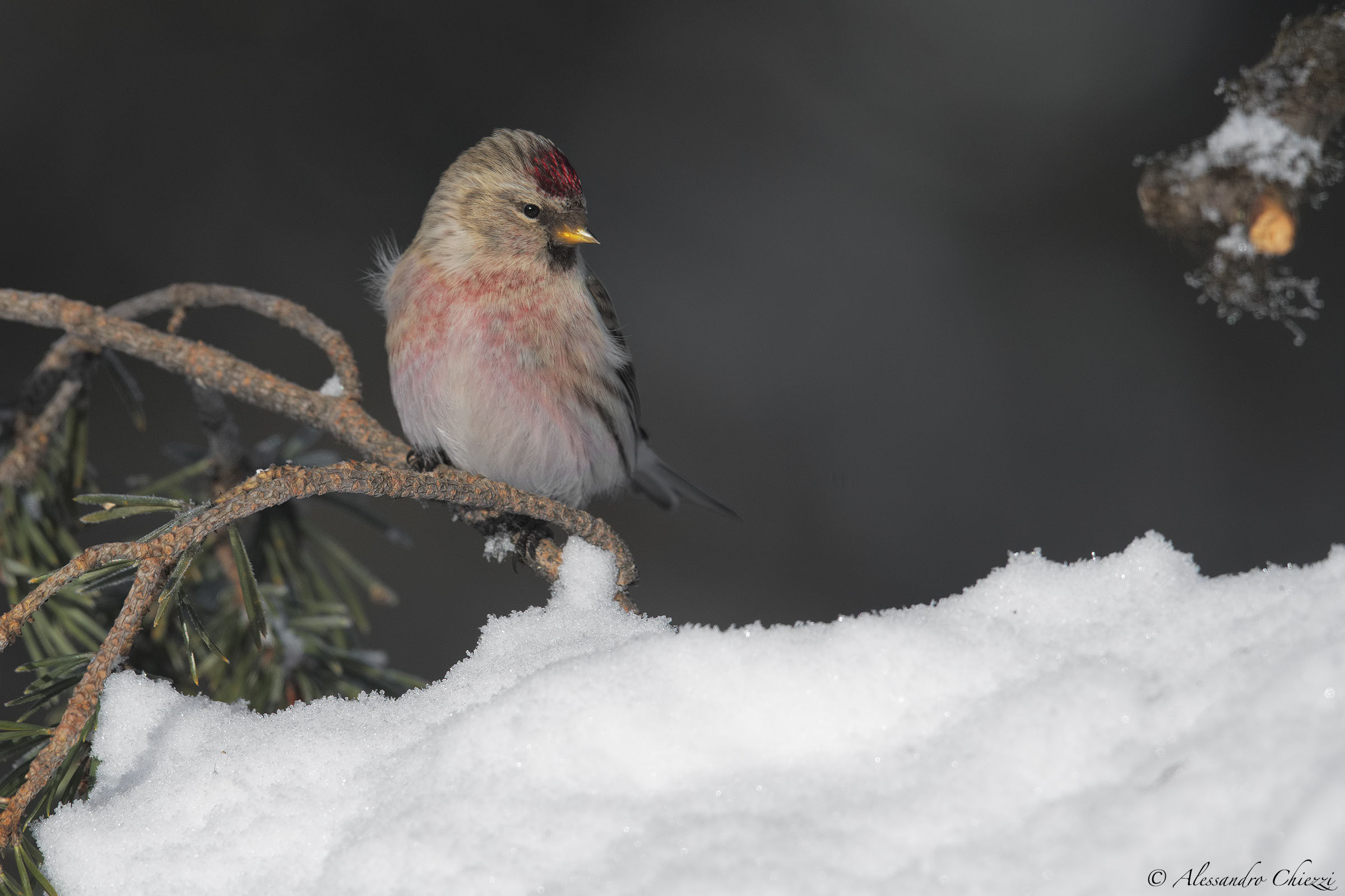 The frost and the organ
