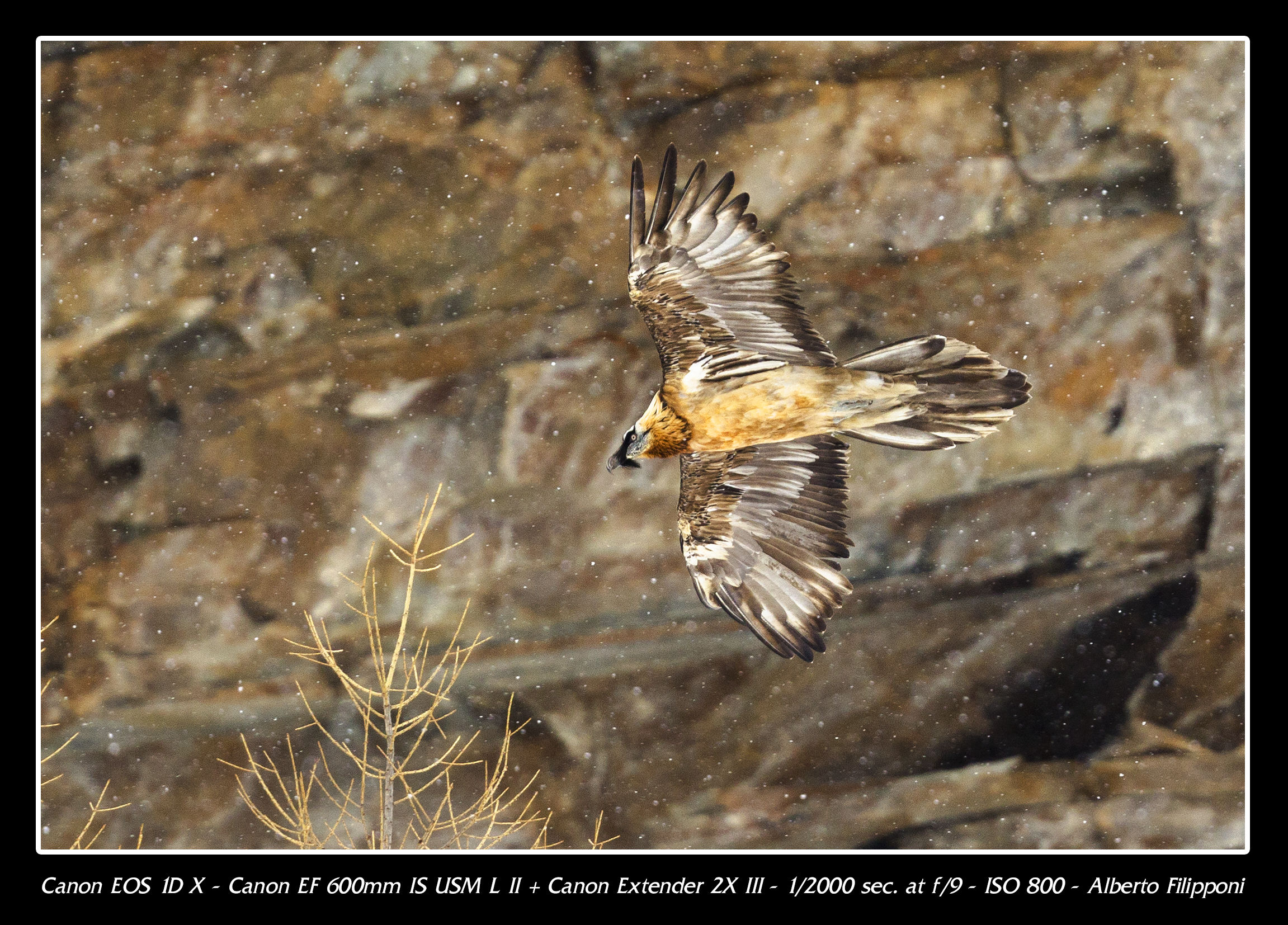 Bearded vulture during the snowfall